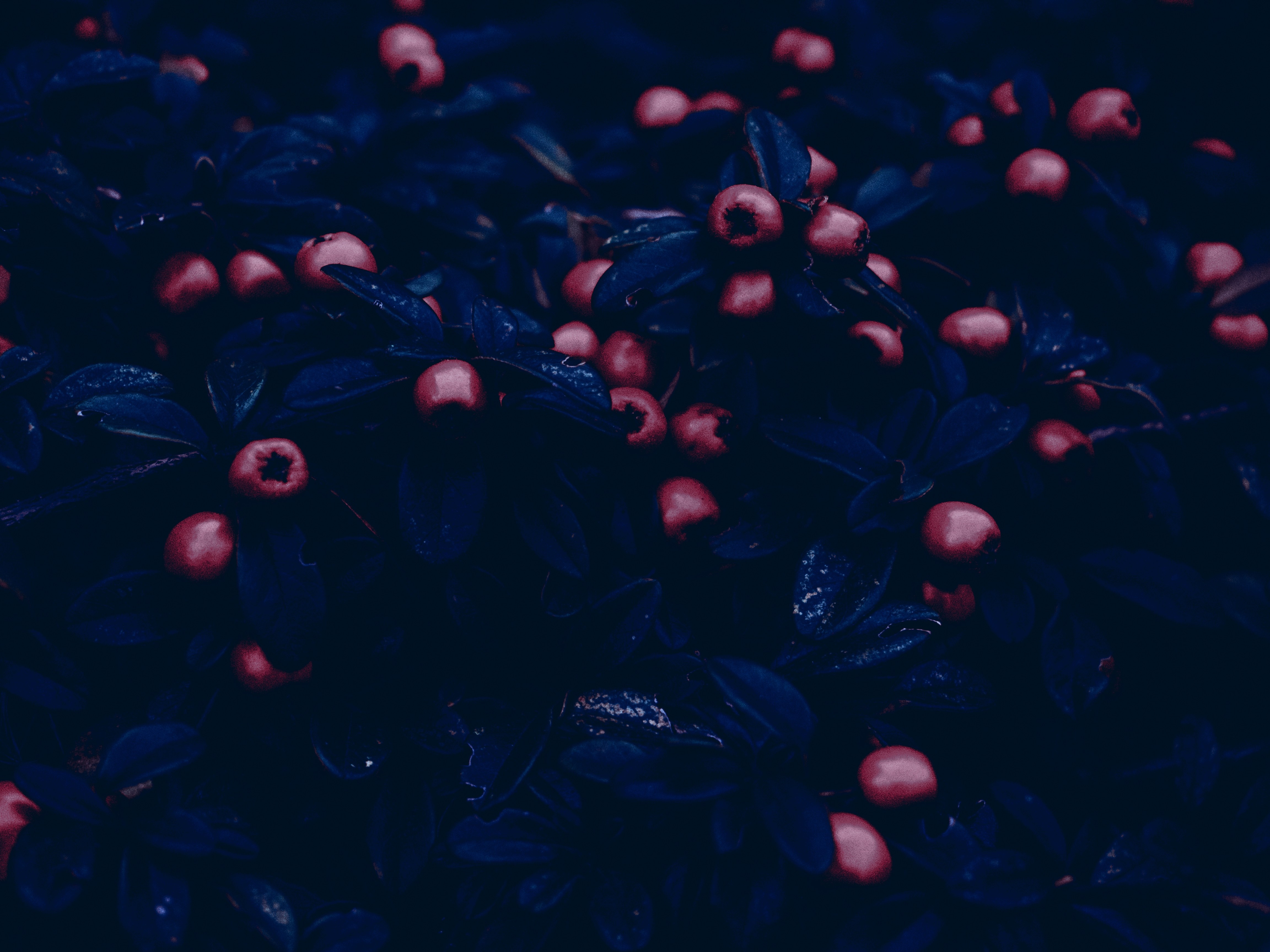 Darkness with red berries and blue leaves HD Wallpaper