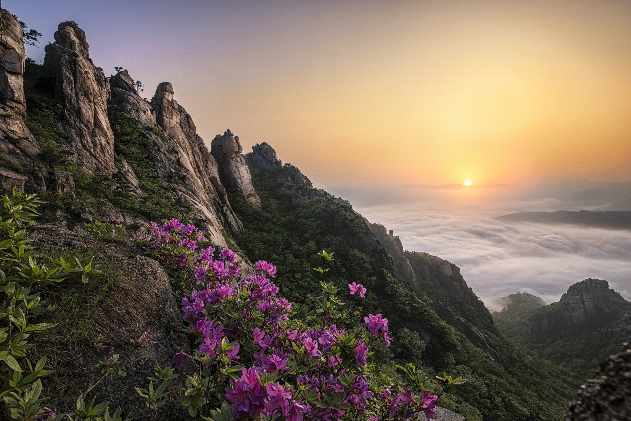 Sunrise over misty mountains with purple flowers HD Wallpaper