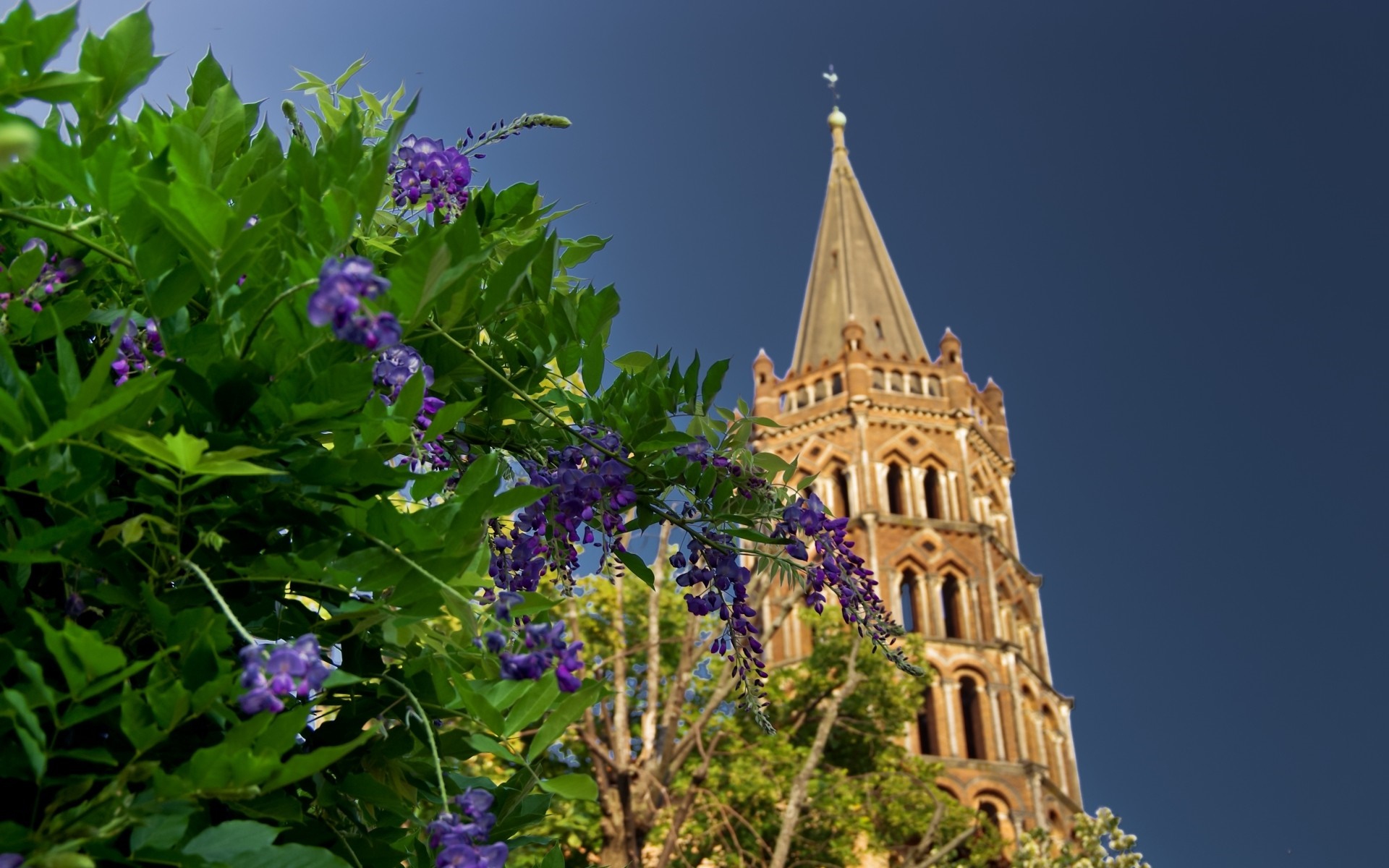Purple flowers in front of a church tower in Toulouse, France HD Wallpaper