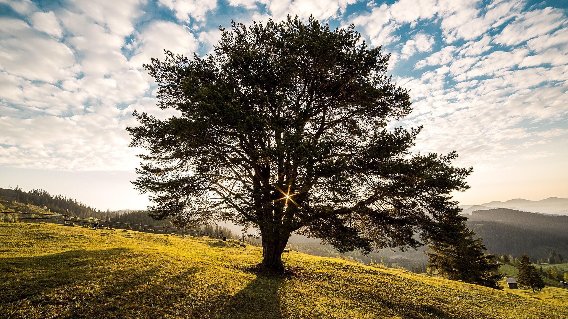 Lone tree on a grassy hill with mountains in the background HD Wallpaper