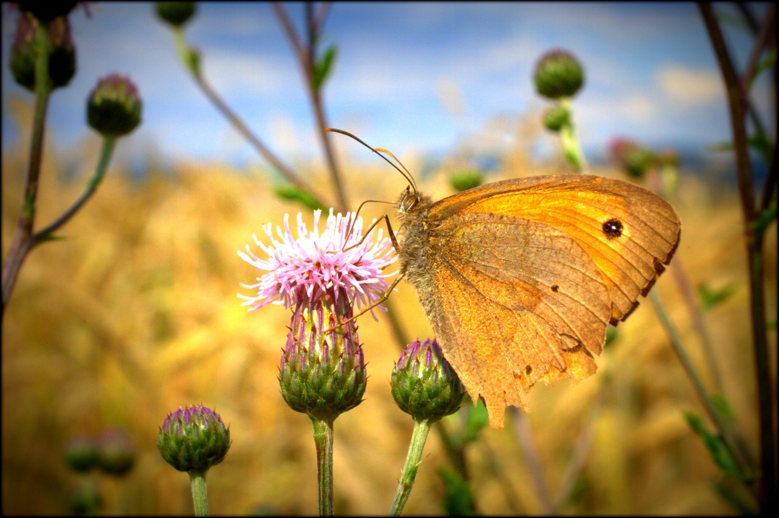 Butterfly on a thistle flower in a meadow HD Wallpaper