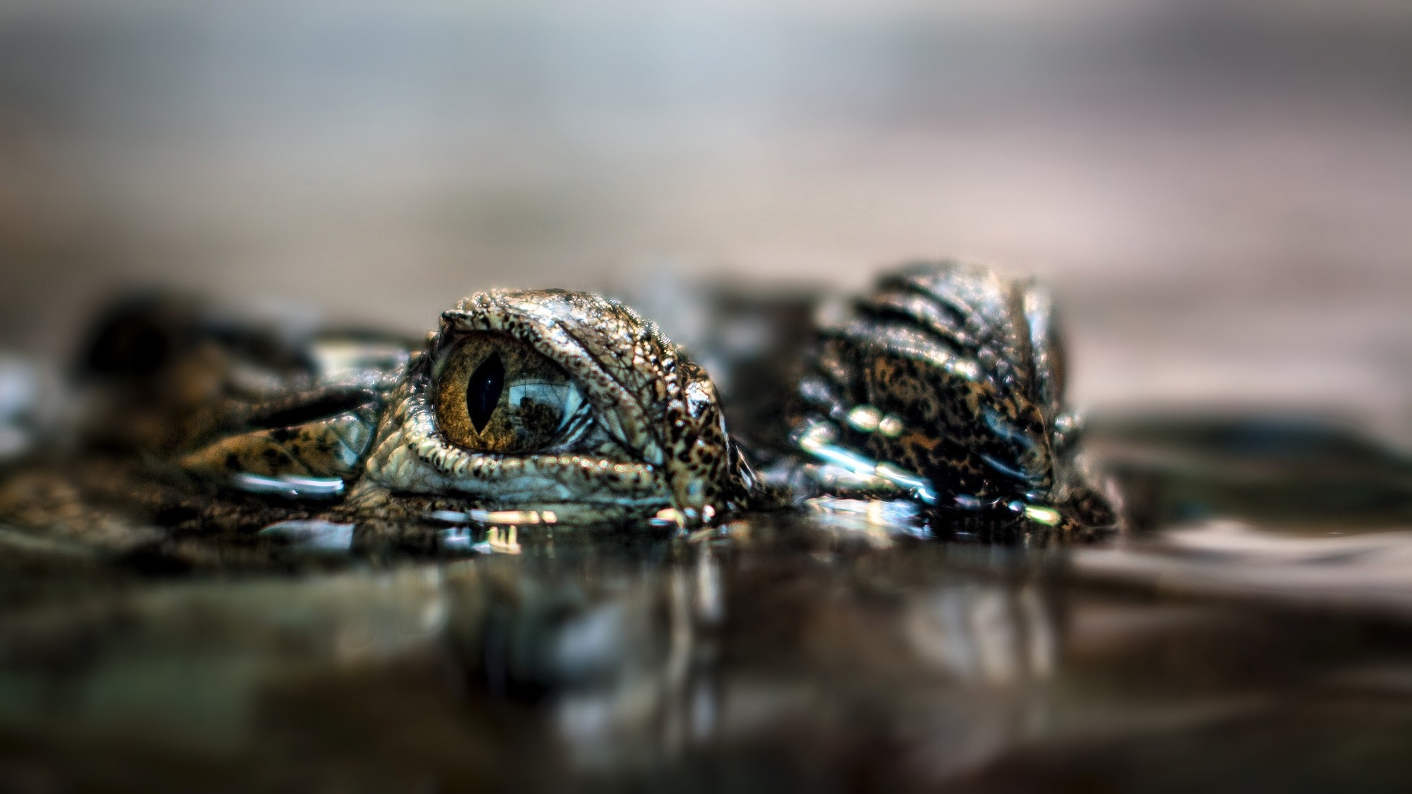 Close up of a crocodile's eye in water HD Wallpaper