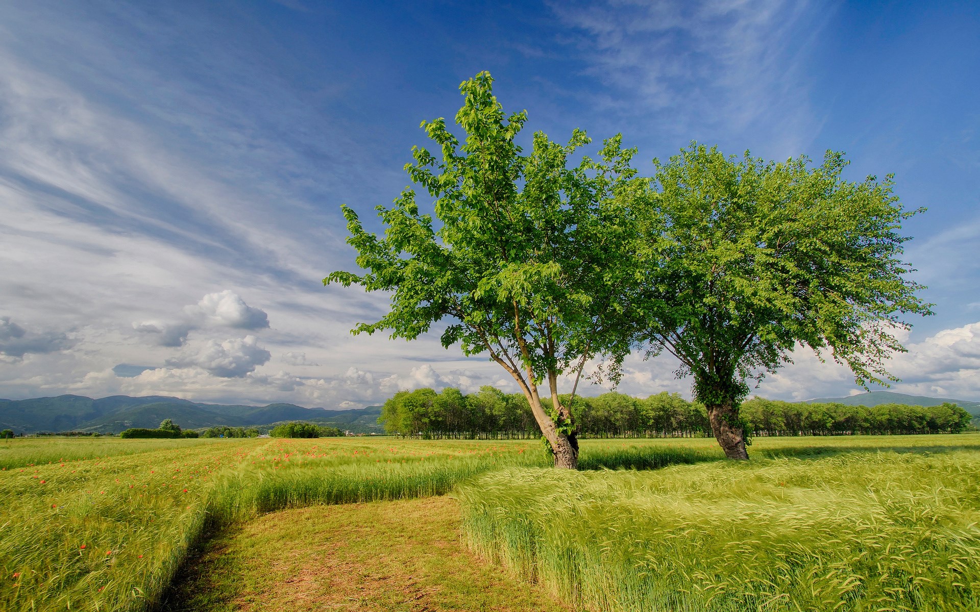 Two trees in a green field under a blue sky HD Wallpaper
