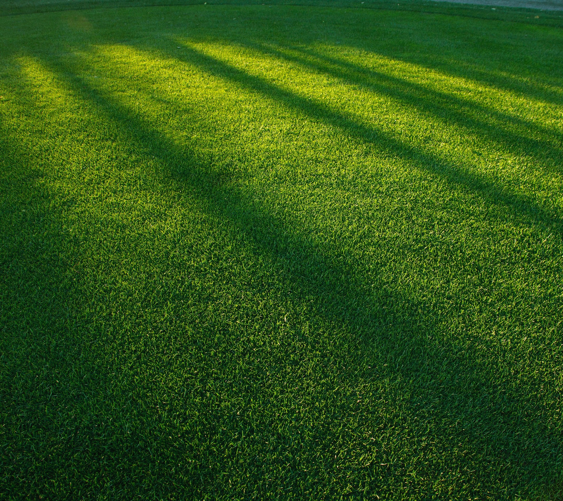Sunlight casting shadows on a green lawn HD Wallpaper