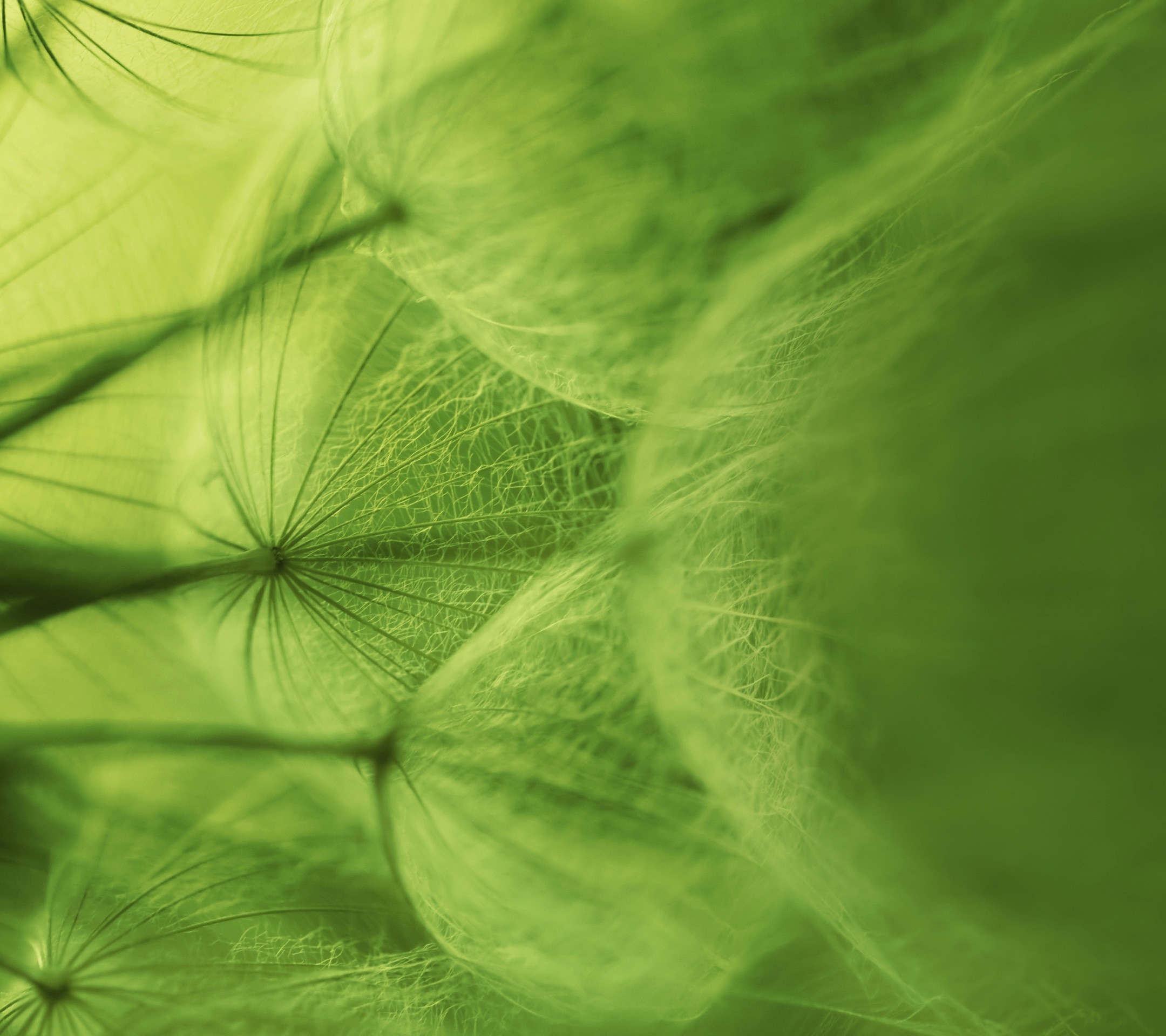 Close up of dandelion seeds in green light HD Wallpaper