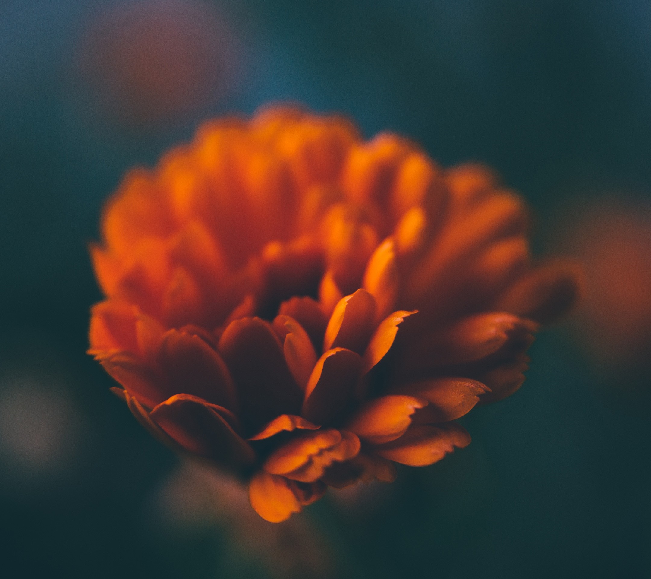 Close-up of an orange calendula flower HD Wallpaper
