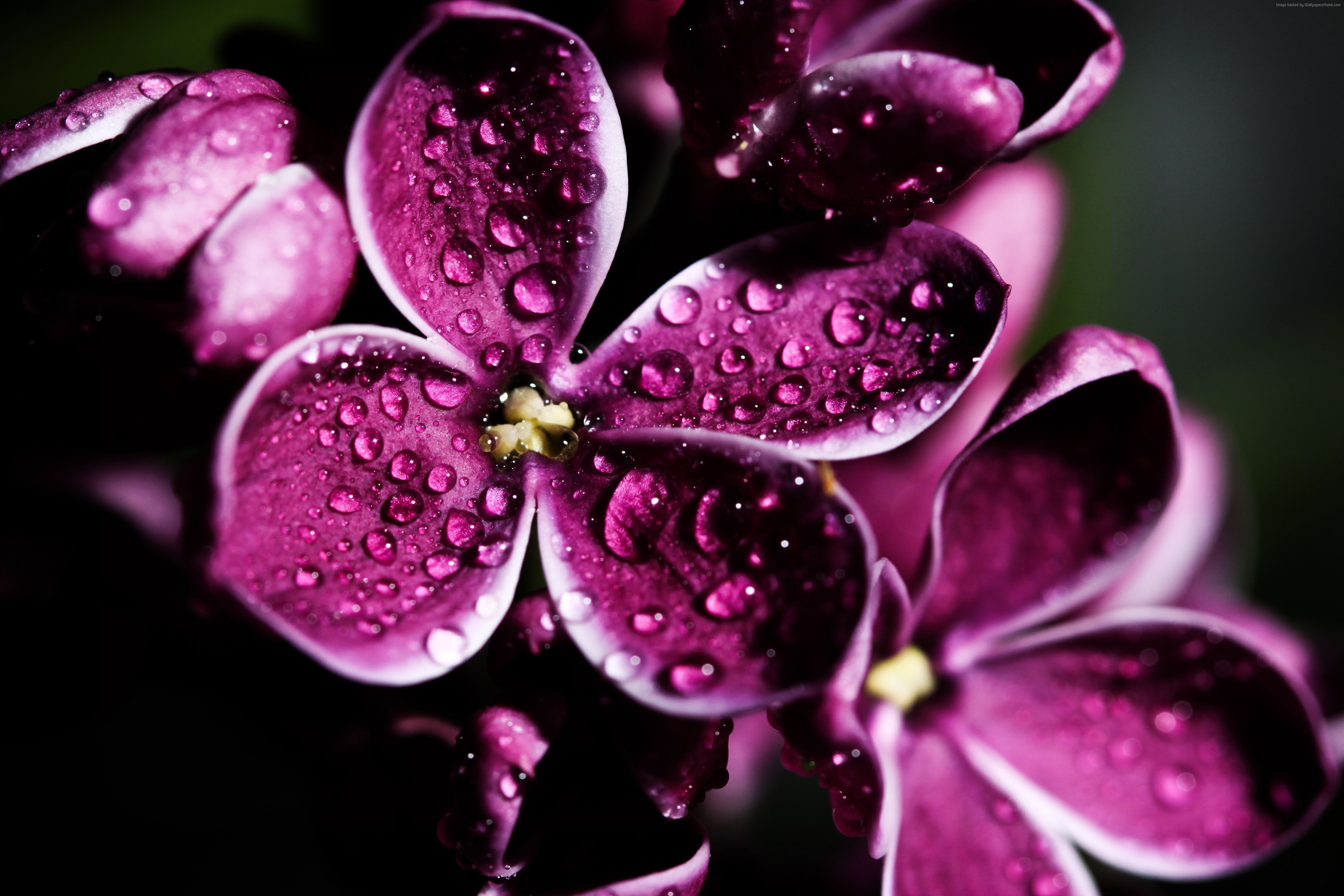 Purple Lilac Flowers with Water Drops 4K HD Wallpaper