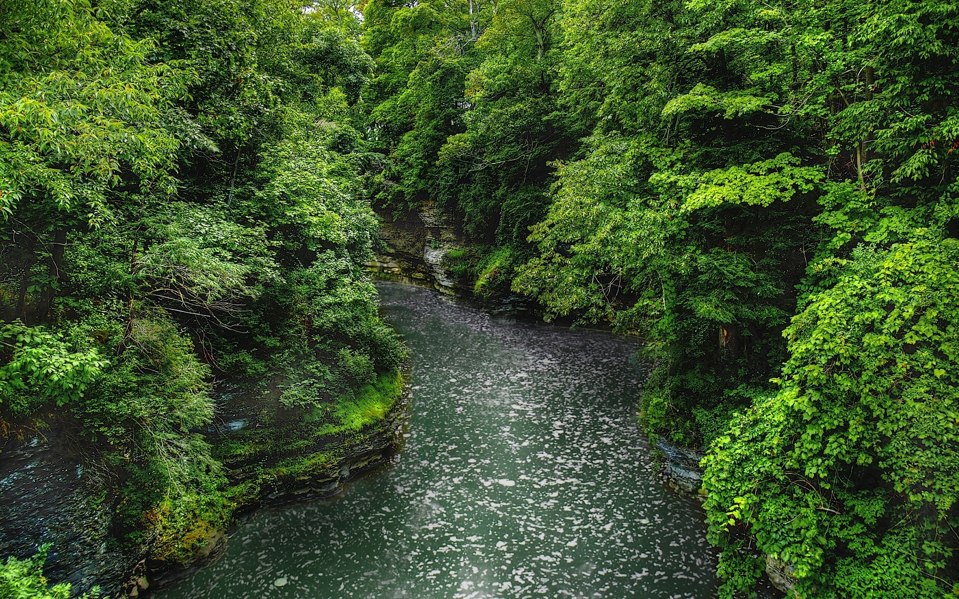 River flowing through a dense forest gorge HD Wallpaper