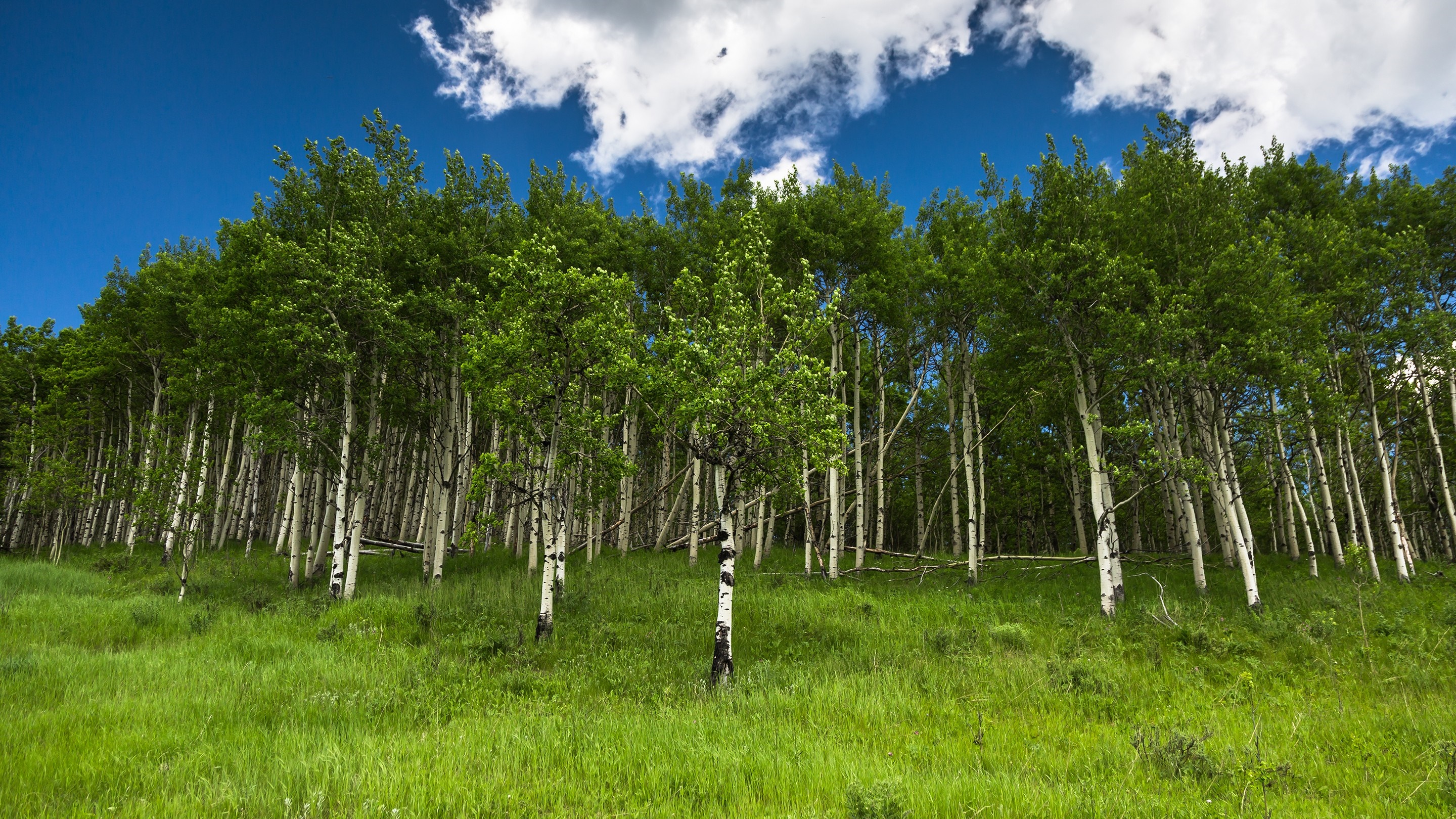 Aspen forest with green grass and blue sky HD Wallpaper