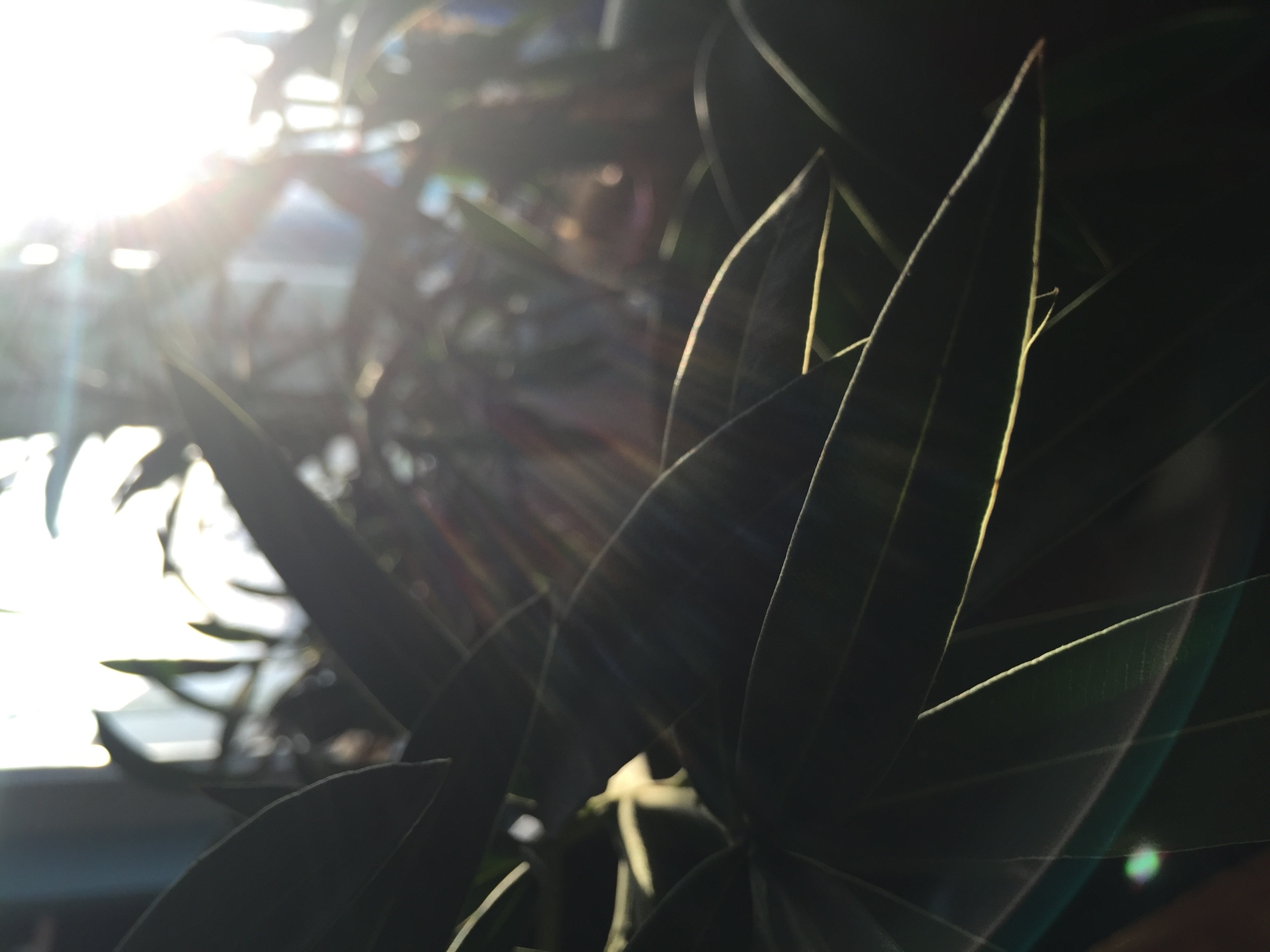 Sunlight shining through dark leaves HD Wallpaper