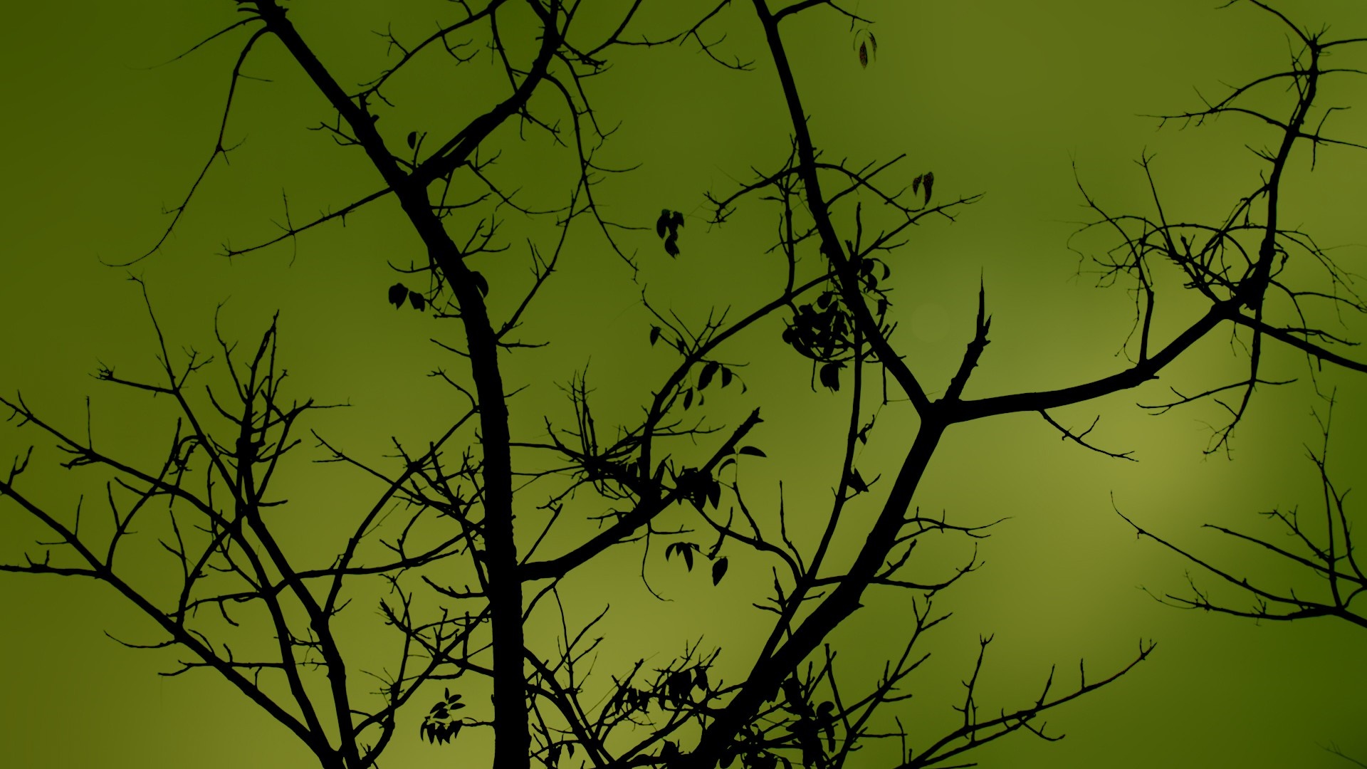 Silhouette of bare tree branches against a green sky HD Wallpaper