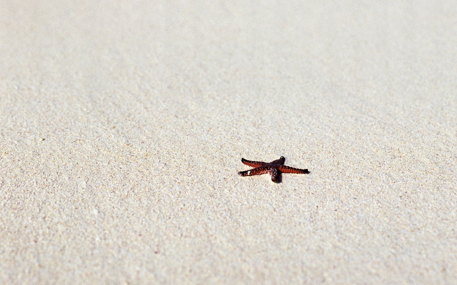 A small starfish on a sandy beach HD Wallpaper