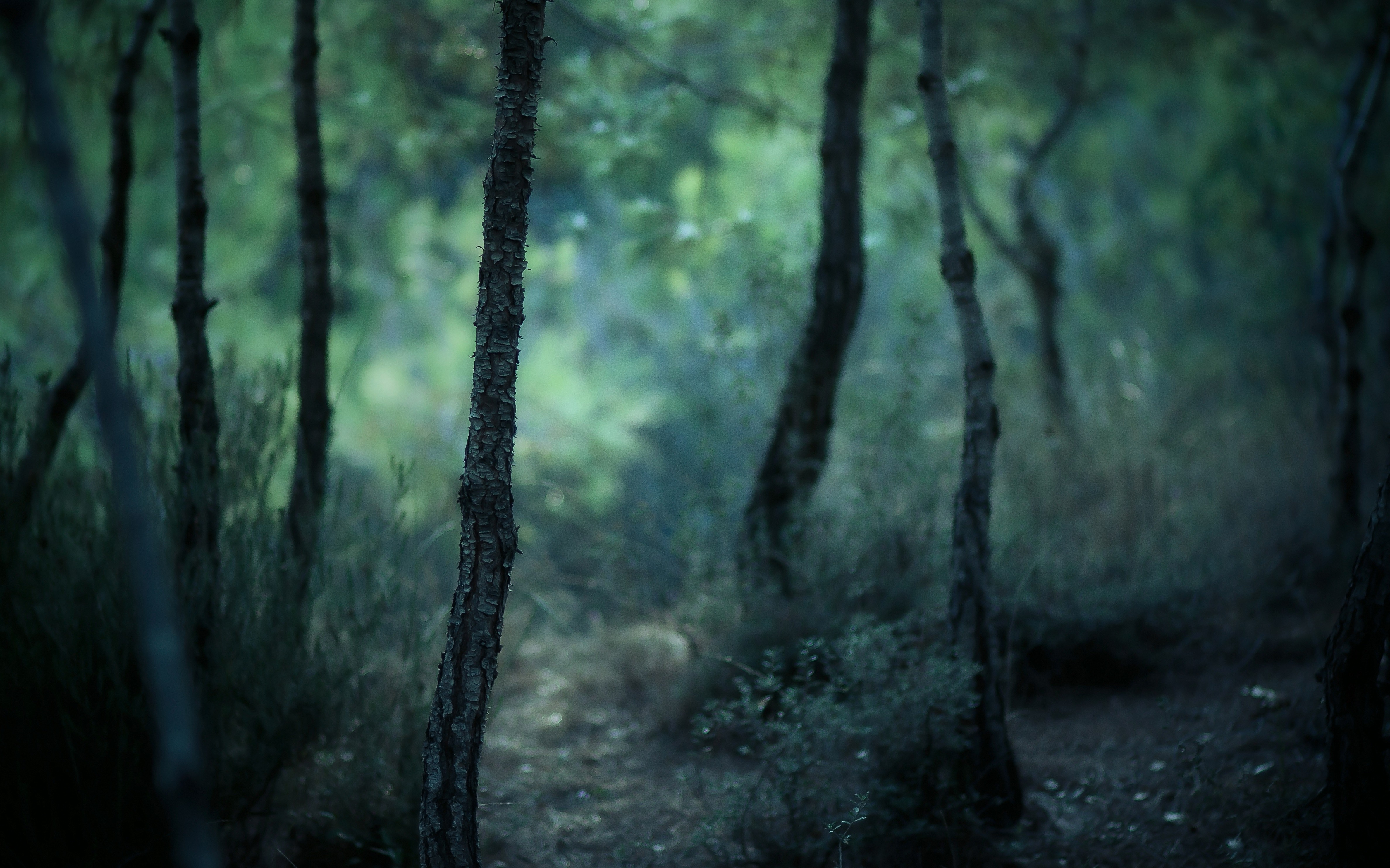 Trees in a misty forest HD Wallpaper