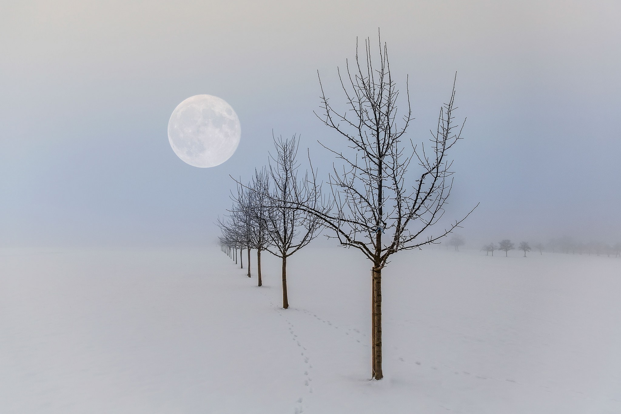 Bare trees in snow under a full moon and mist HD Wallpaper