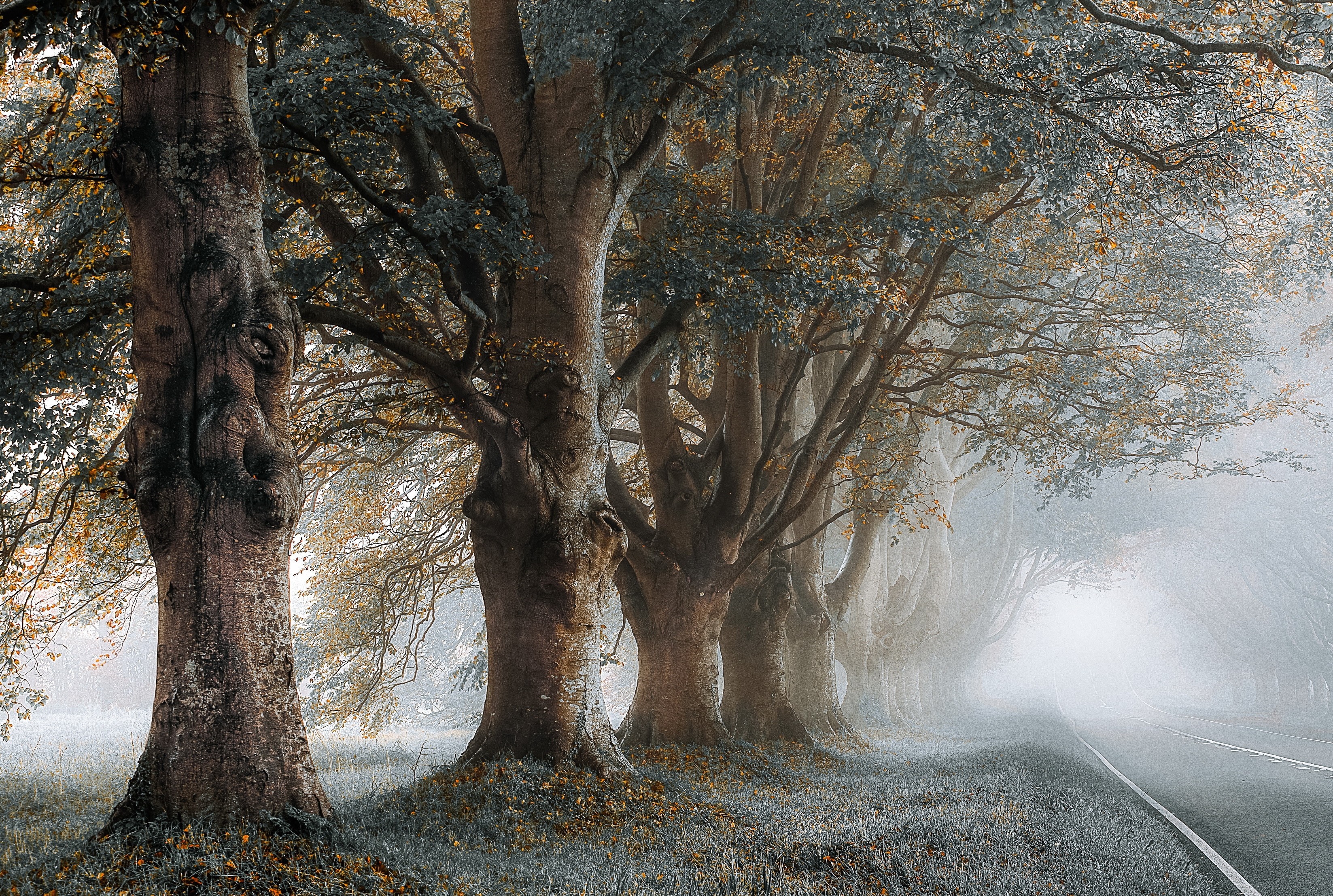 Misty road lined with ancient trees in autumn HD Wallpaper