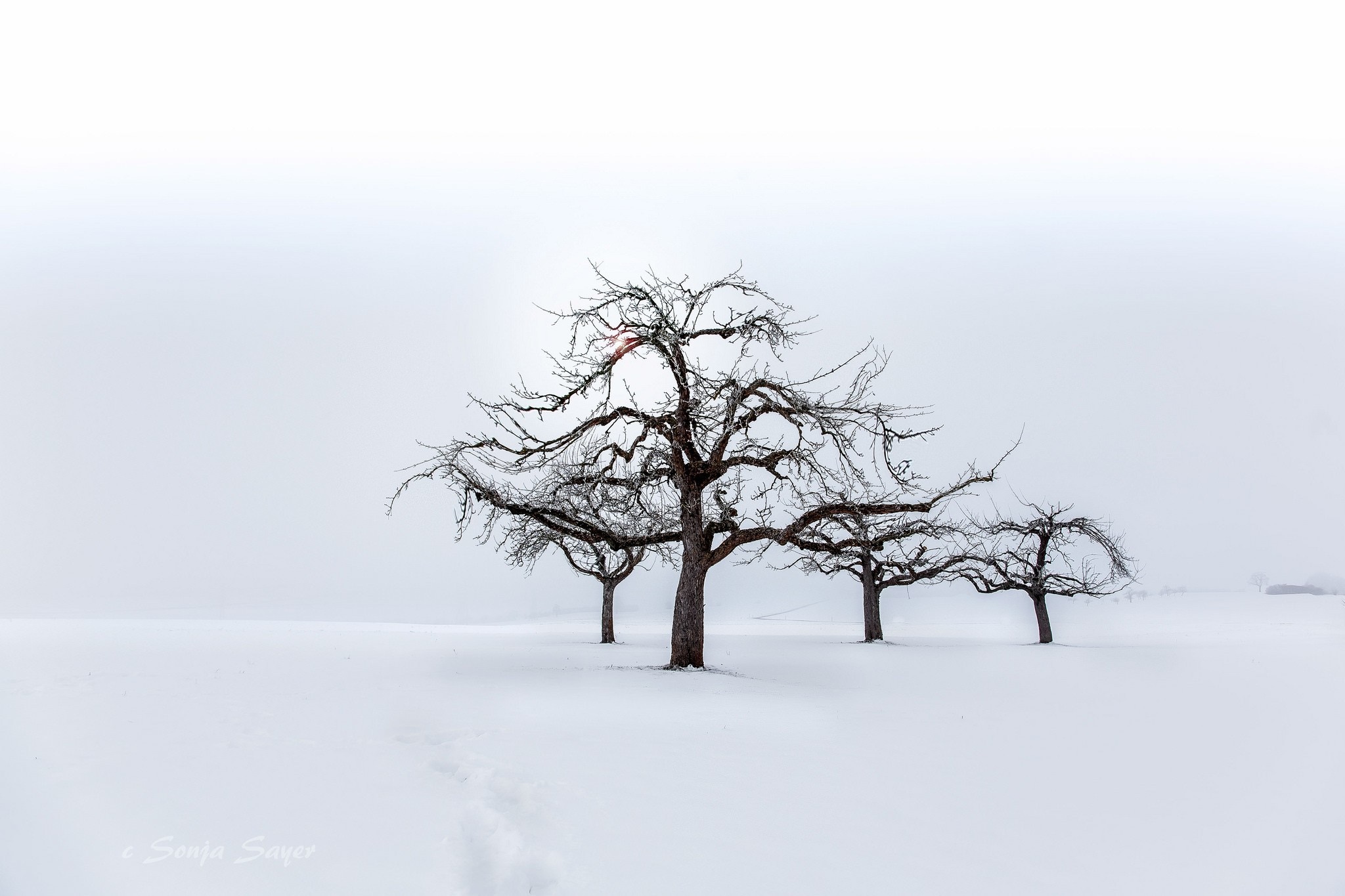 Bare trees in a snowy landscape HD Wallpaper