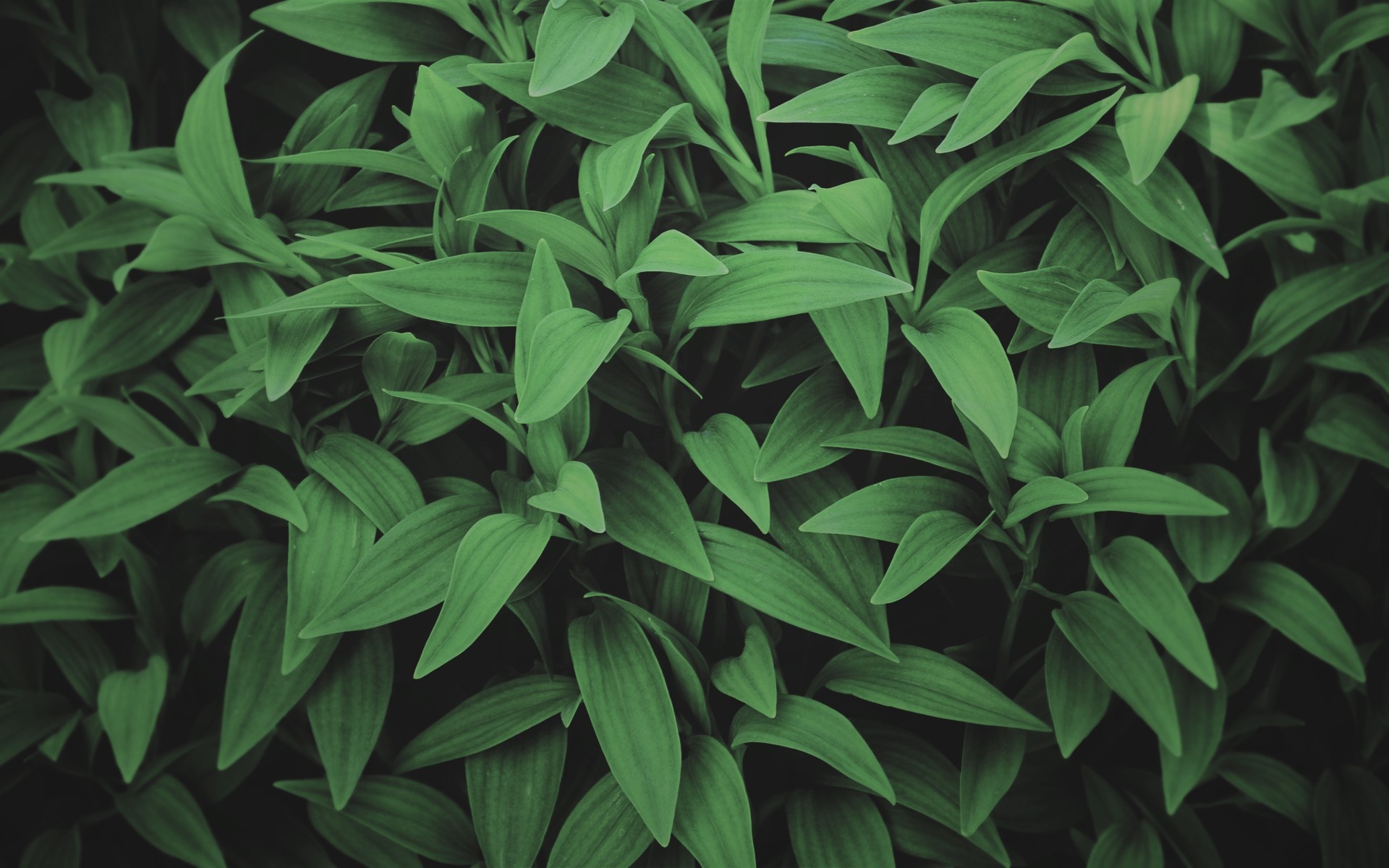 Close-up of dense green leaves HD Wallpaper