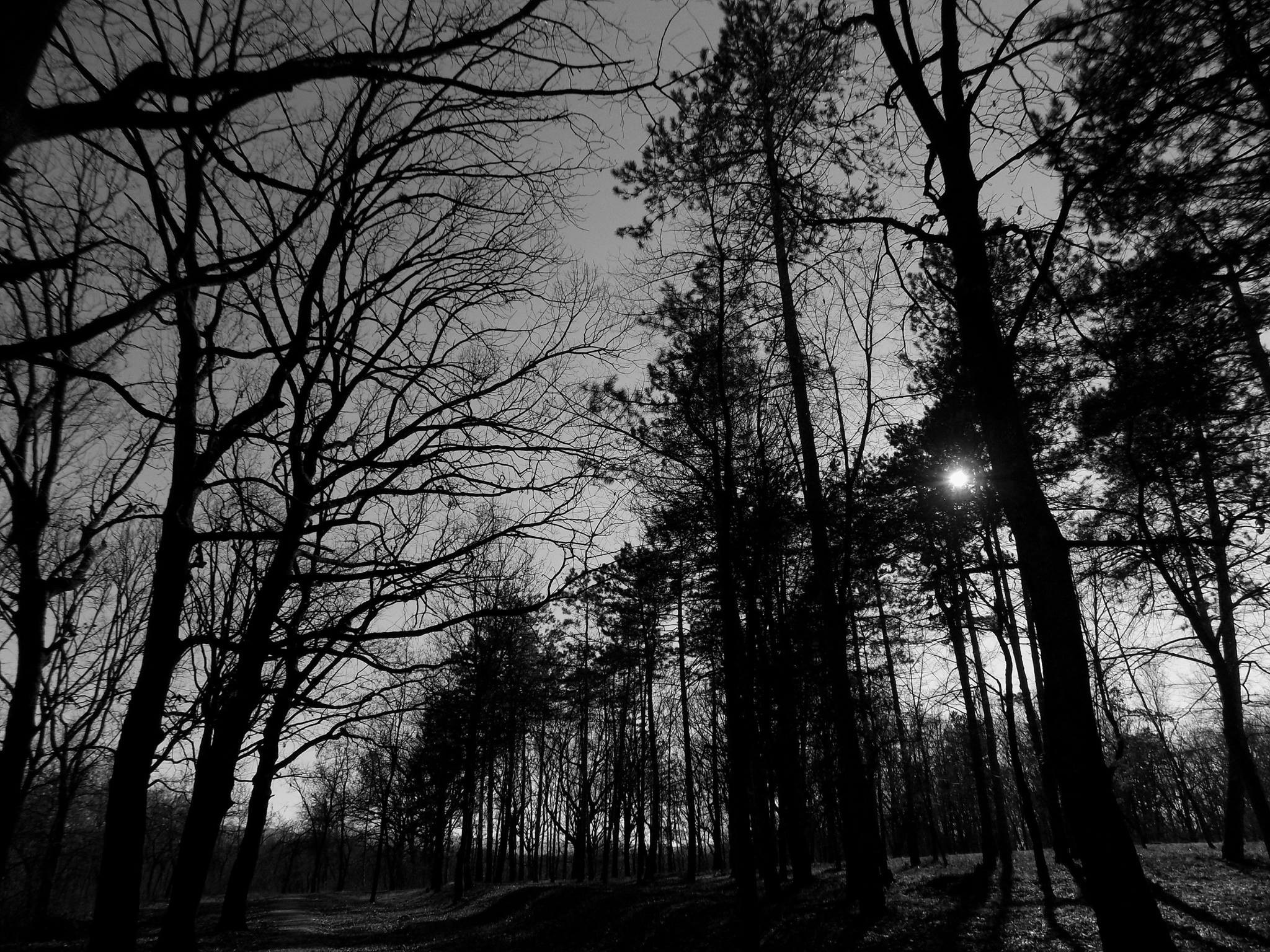 Monochrome forest with sunbeams through trees HD Wallpaper