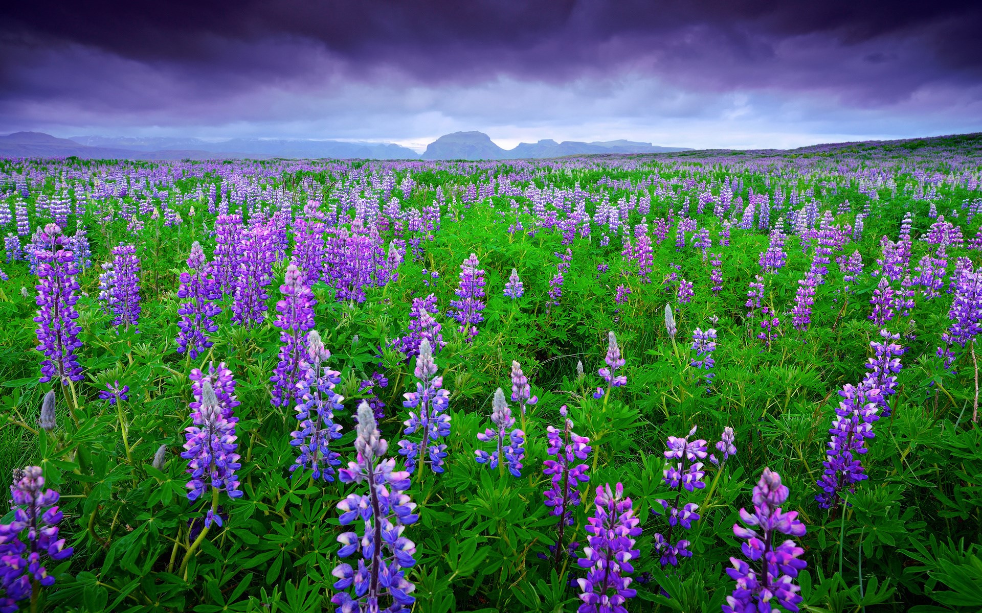Field of purple lupine flowers under a stormy sky HD Wallpaper