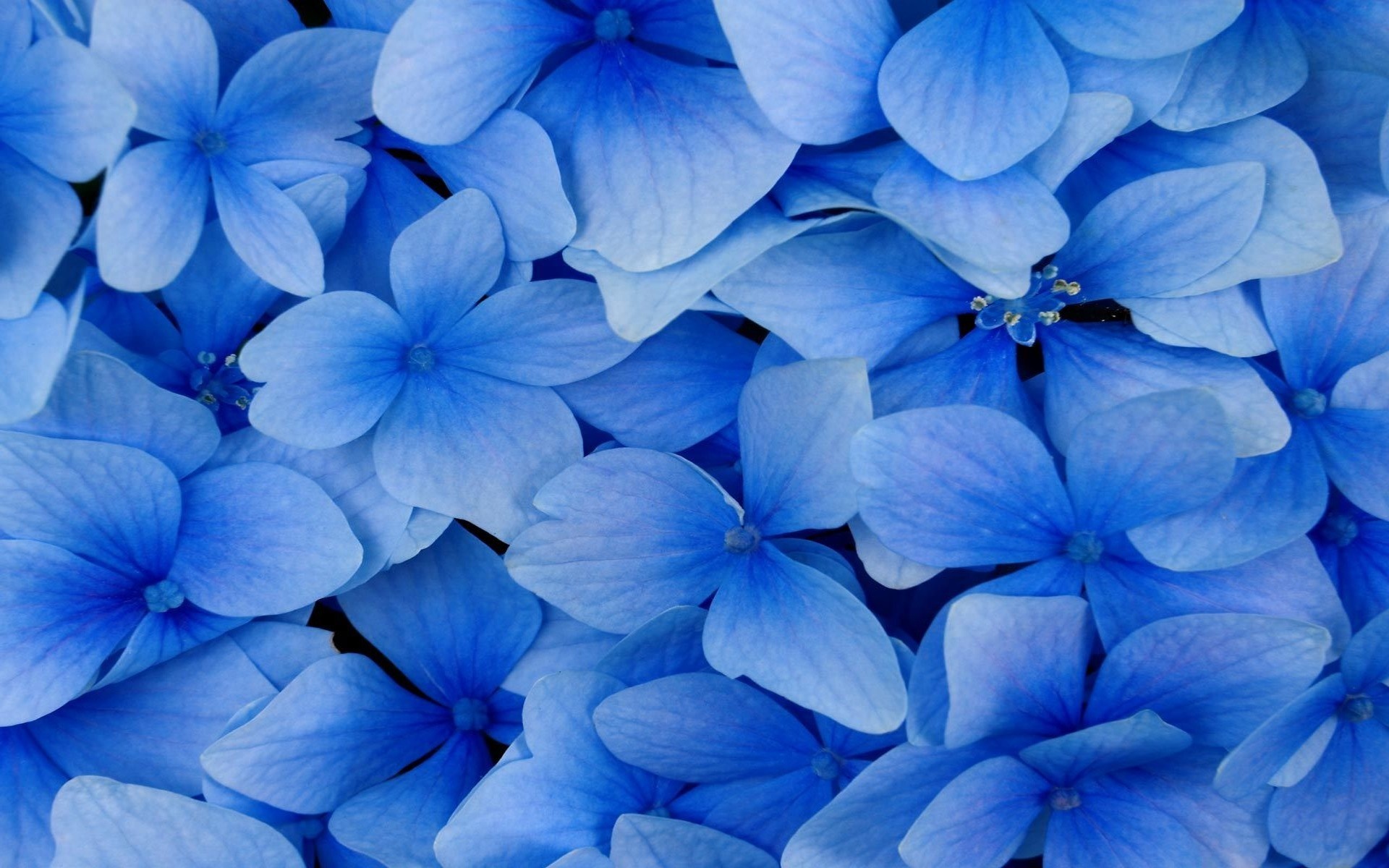 Close-up of blue hydrangea flowers HD Wallpaper