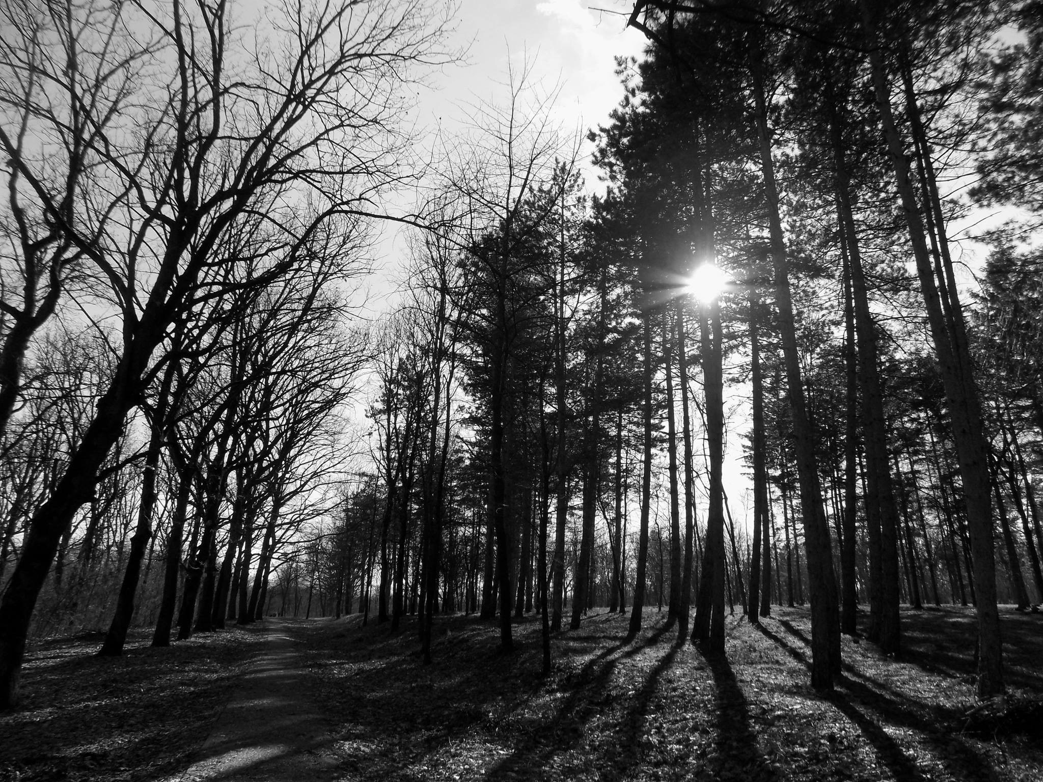 Sunlight filtering through trees in a forest HD Wallpaper