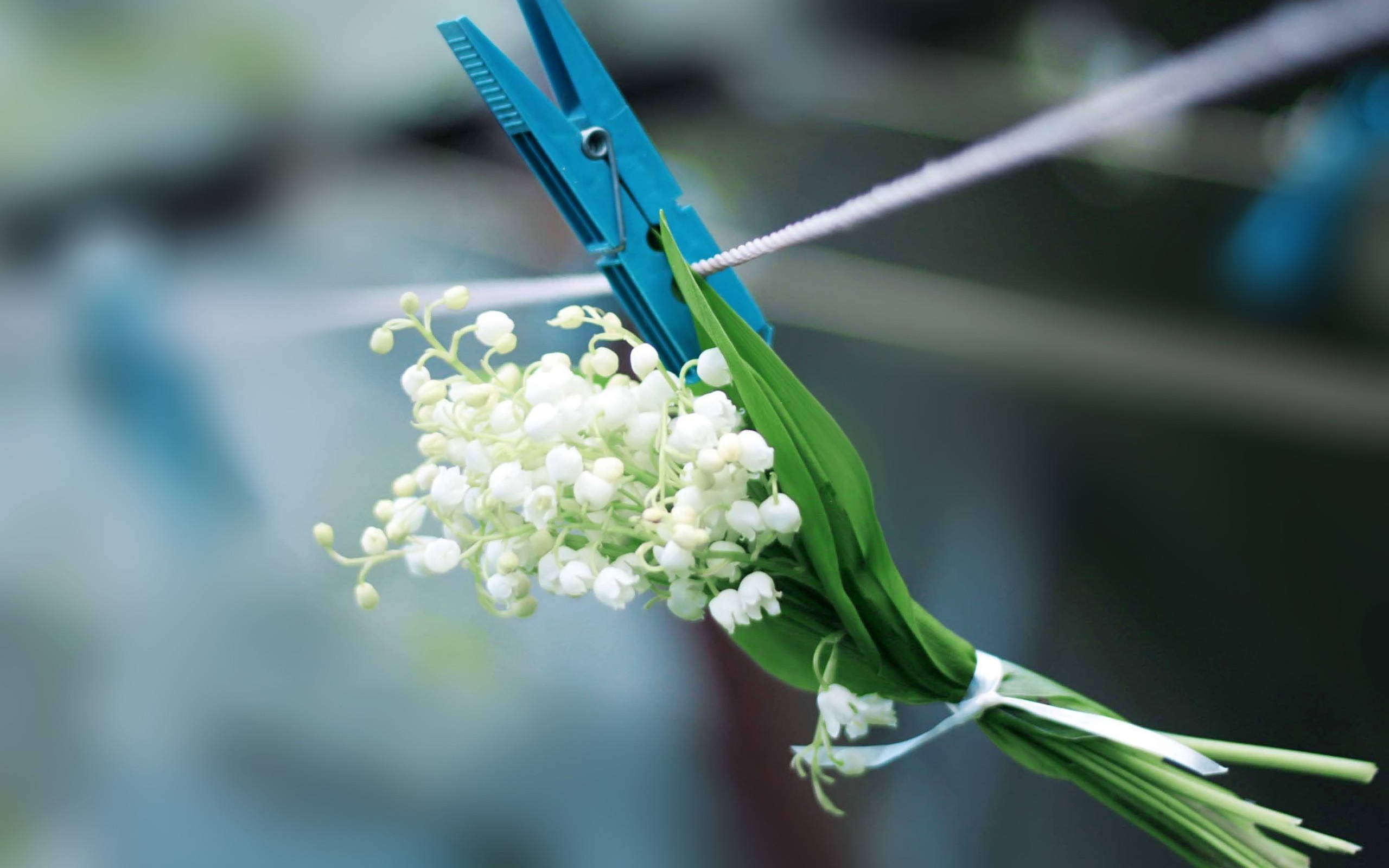 Lily of the valley flowers on a clothesline HD Wallpaper