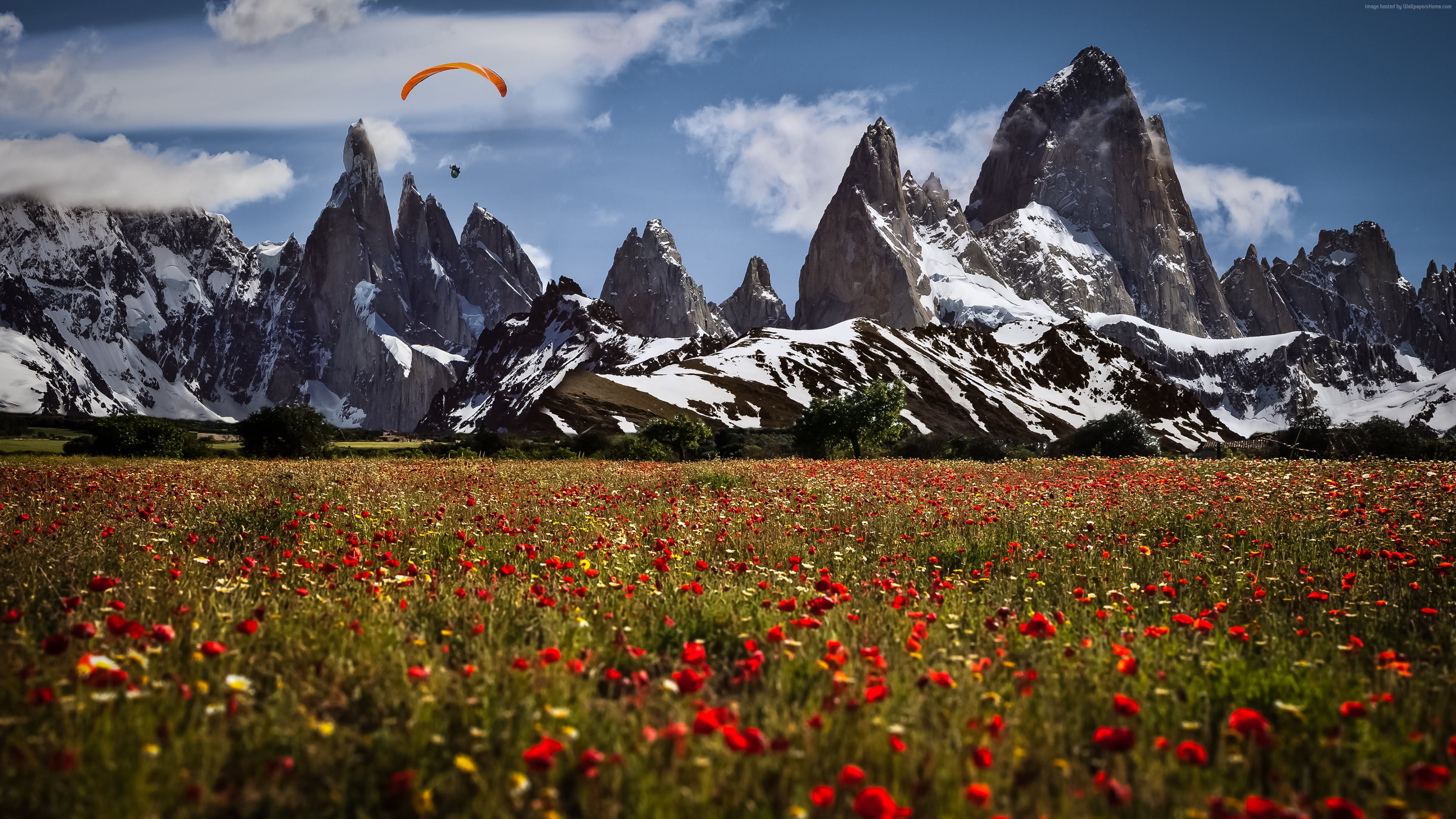 Field of Poppies with Snowy Mountains and Paragliders HD Wallpaper