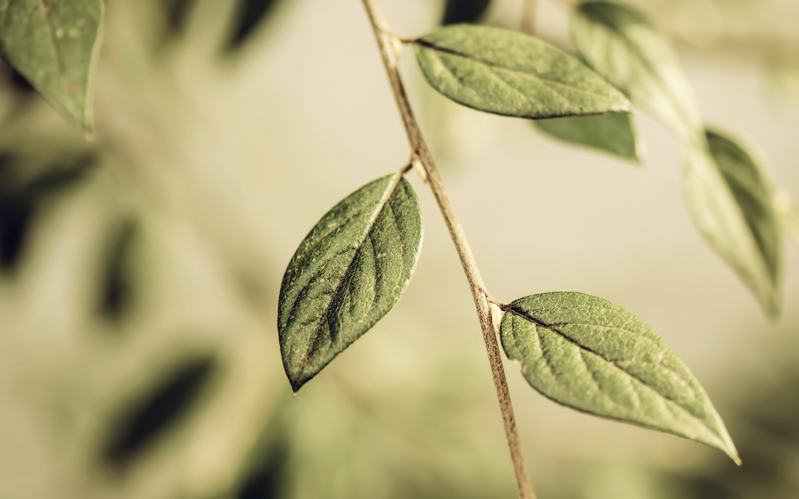 Close-up of green leaves on a branch HD Wallpaper