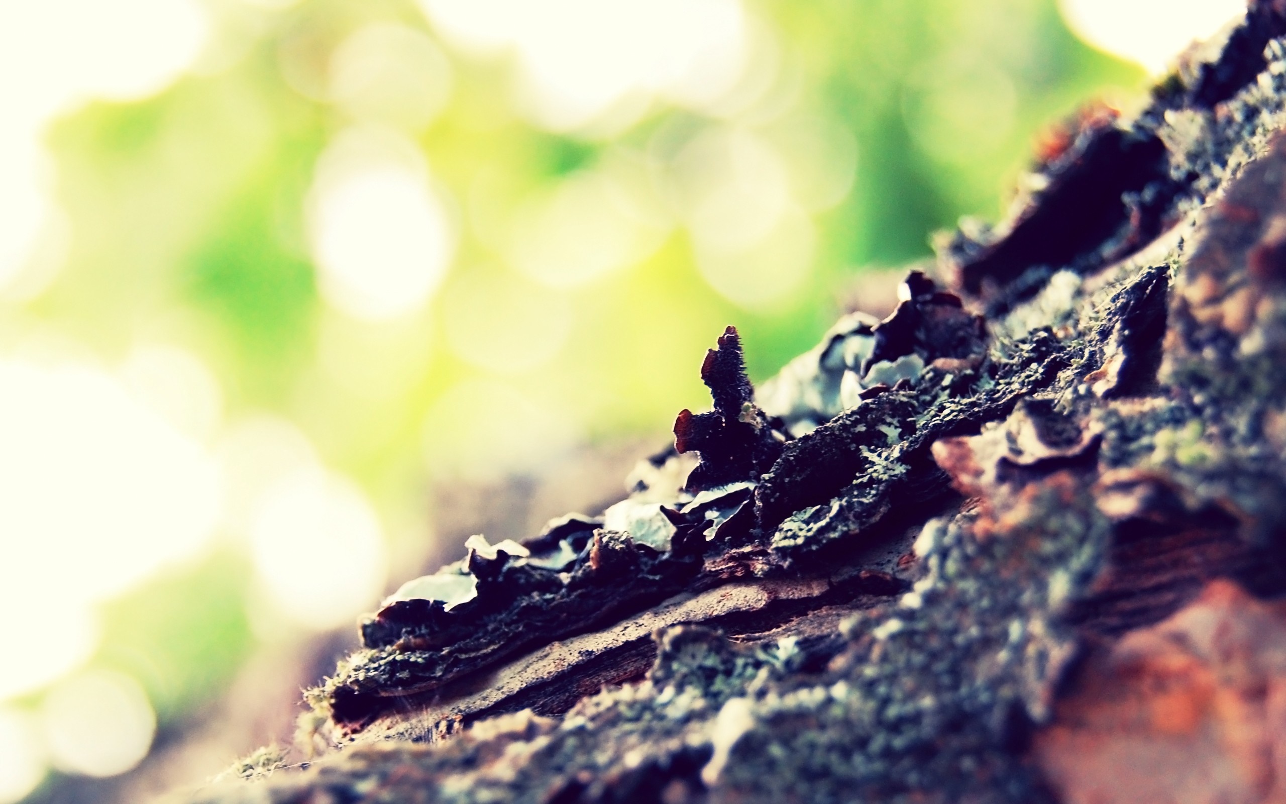 Close up of tree bark with blurred green background HD Wallpaper
