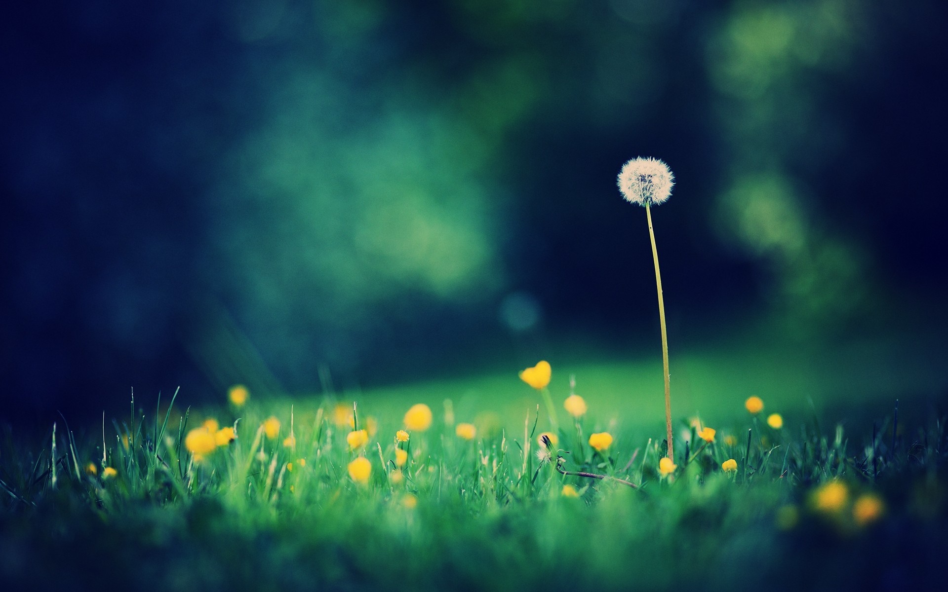 Dandelion in a field of yellow flowers and green grass HD Wallpaper