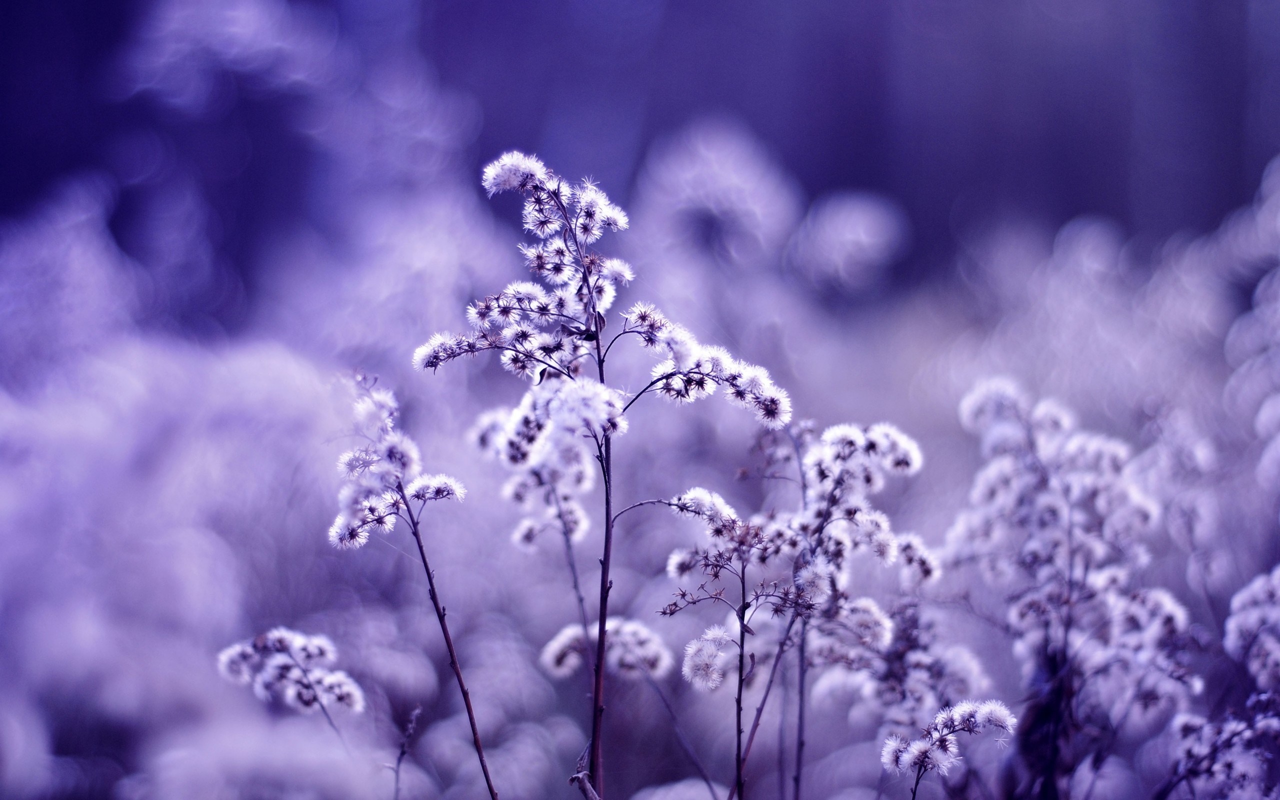 Purple toned macro photography of fluffy plants HD Wallpaper