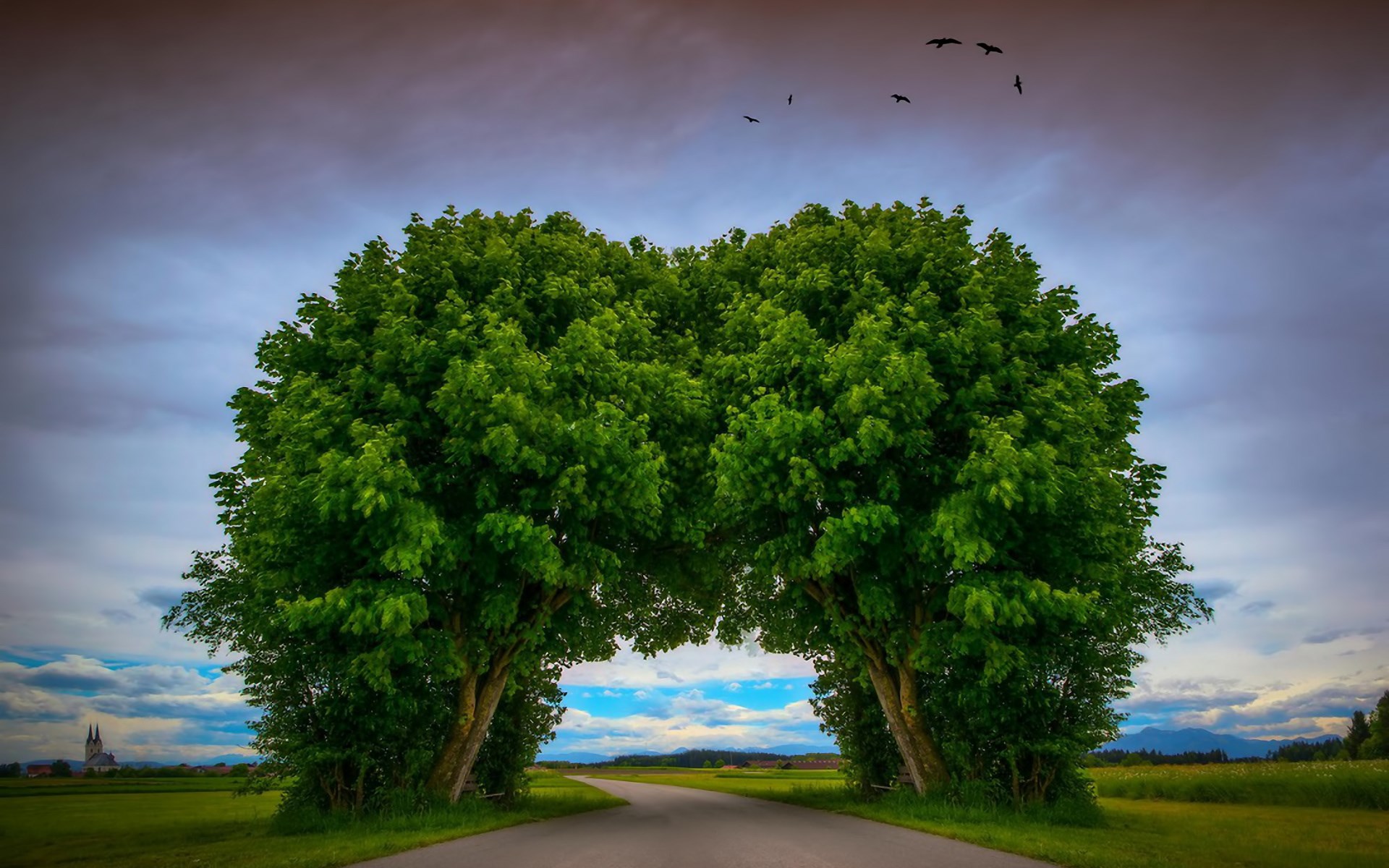 Two trees forming an arch over a road HD Wallpaper