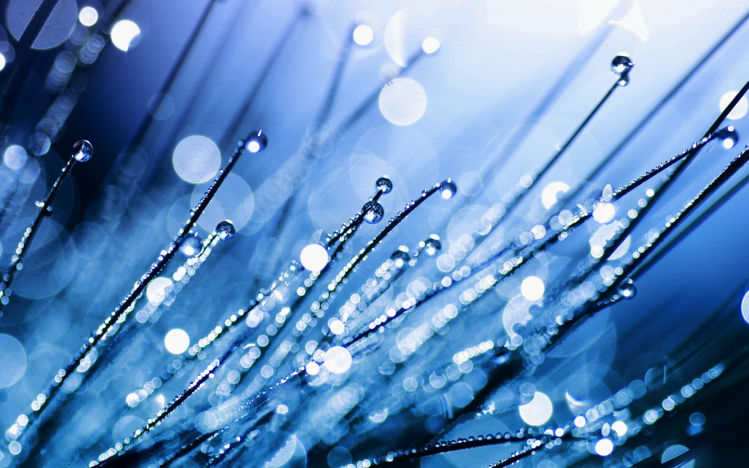 Close-up of grass blades with water droplets and bokeh HD Wallpaper
