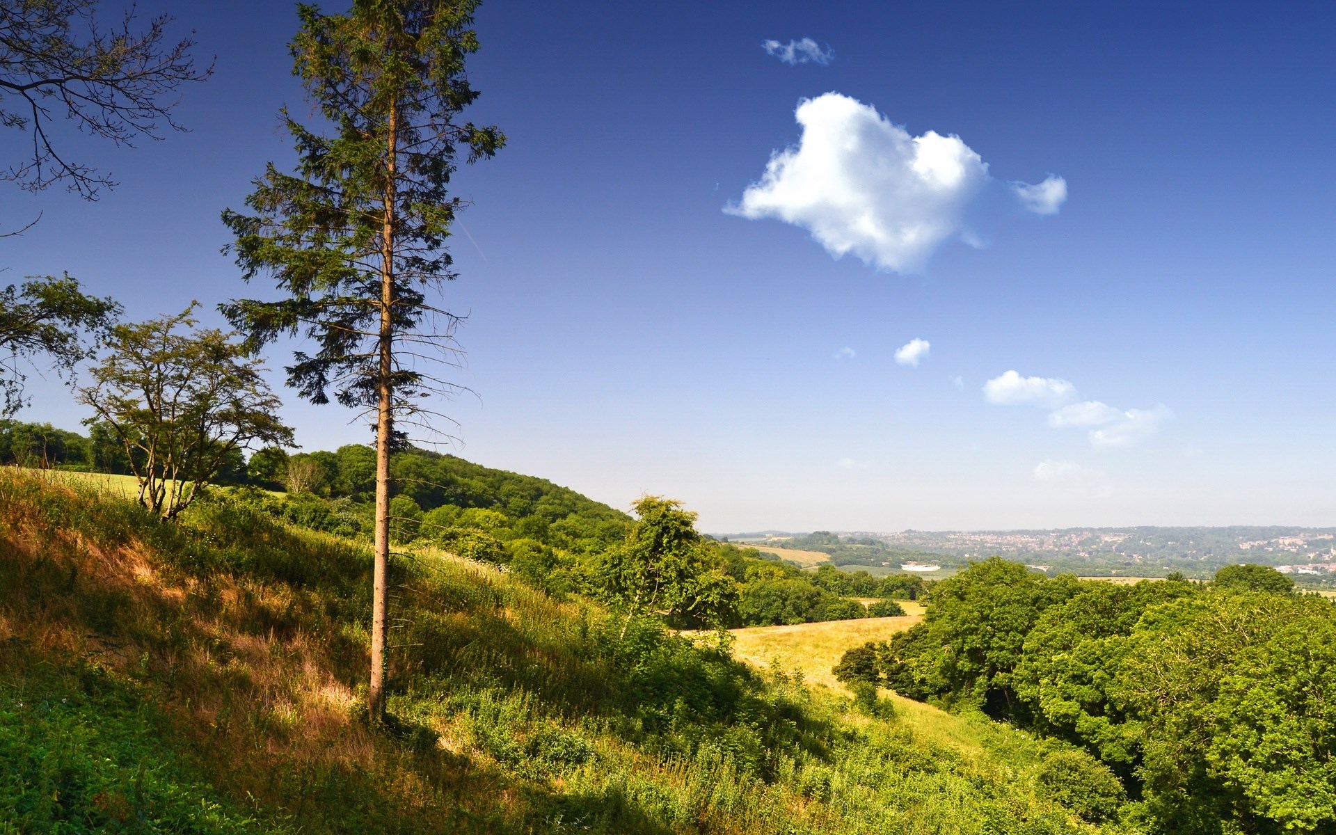 A lone pine tree on a grassy hill under a blue sky HD Wallpaper