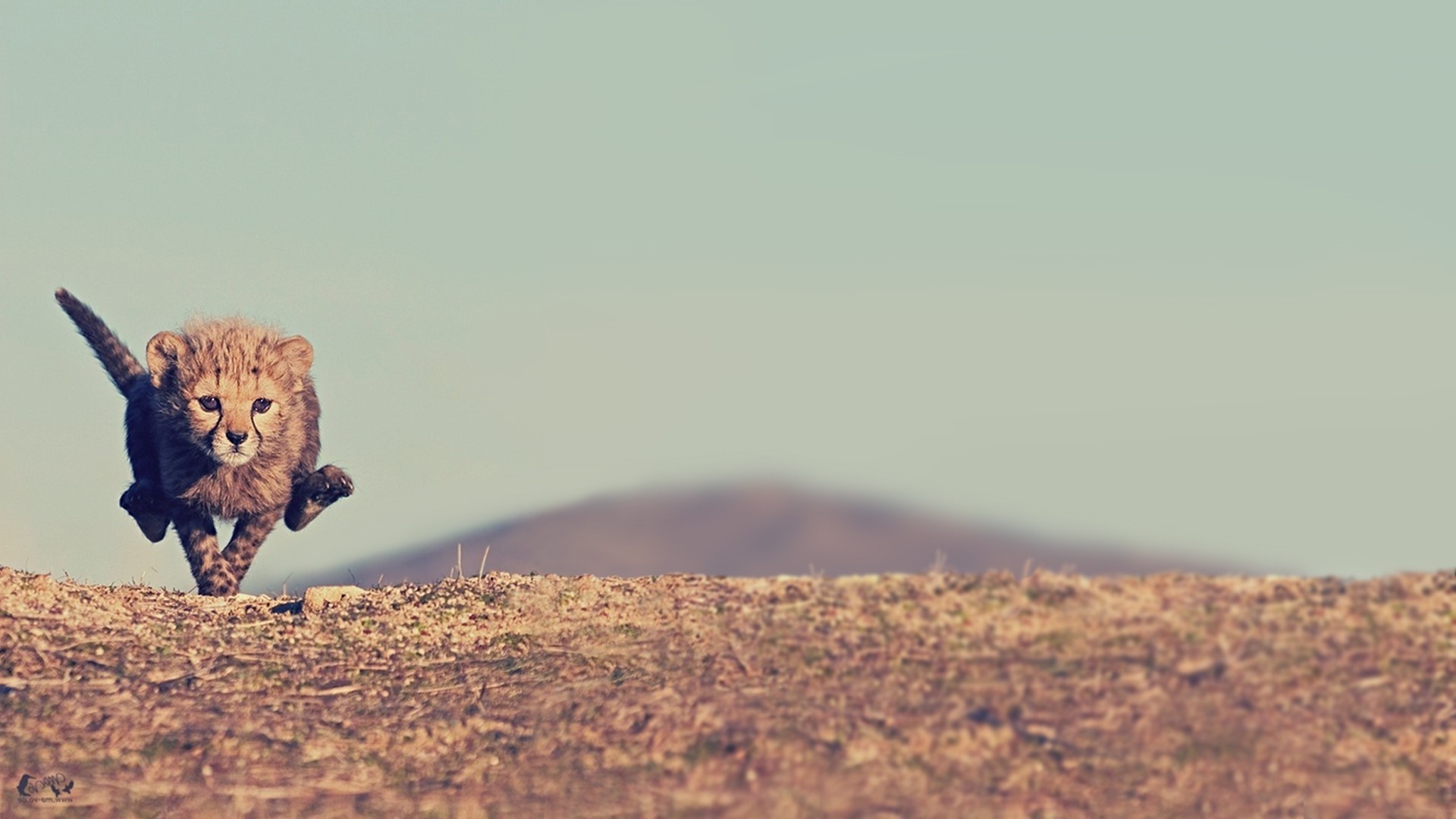Baby cheetah running on a dusty plain HD Wallpaper