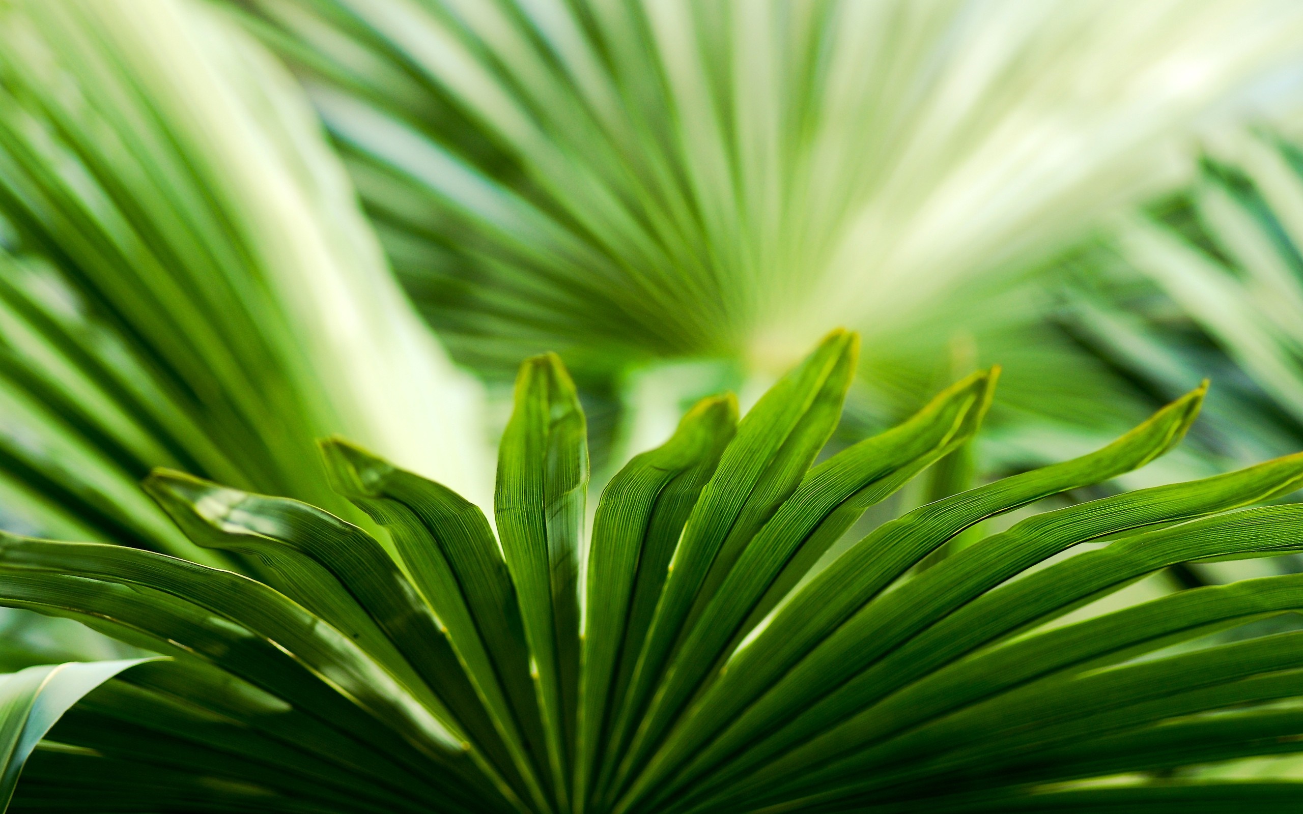Close-Up of Vibrant Green Palm Leaves HD Wallpaper