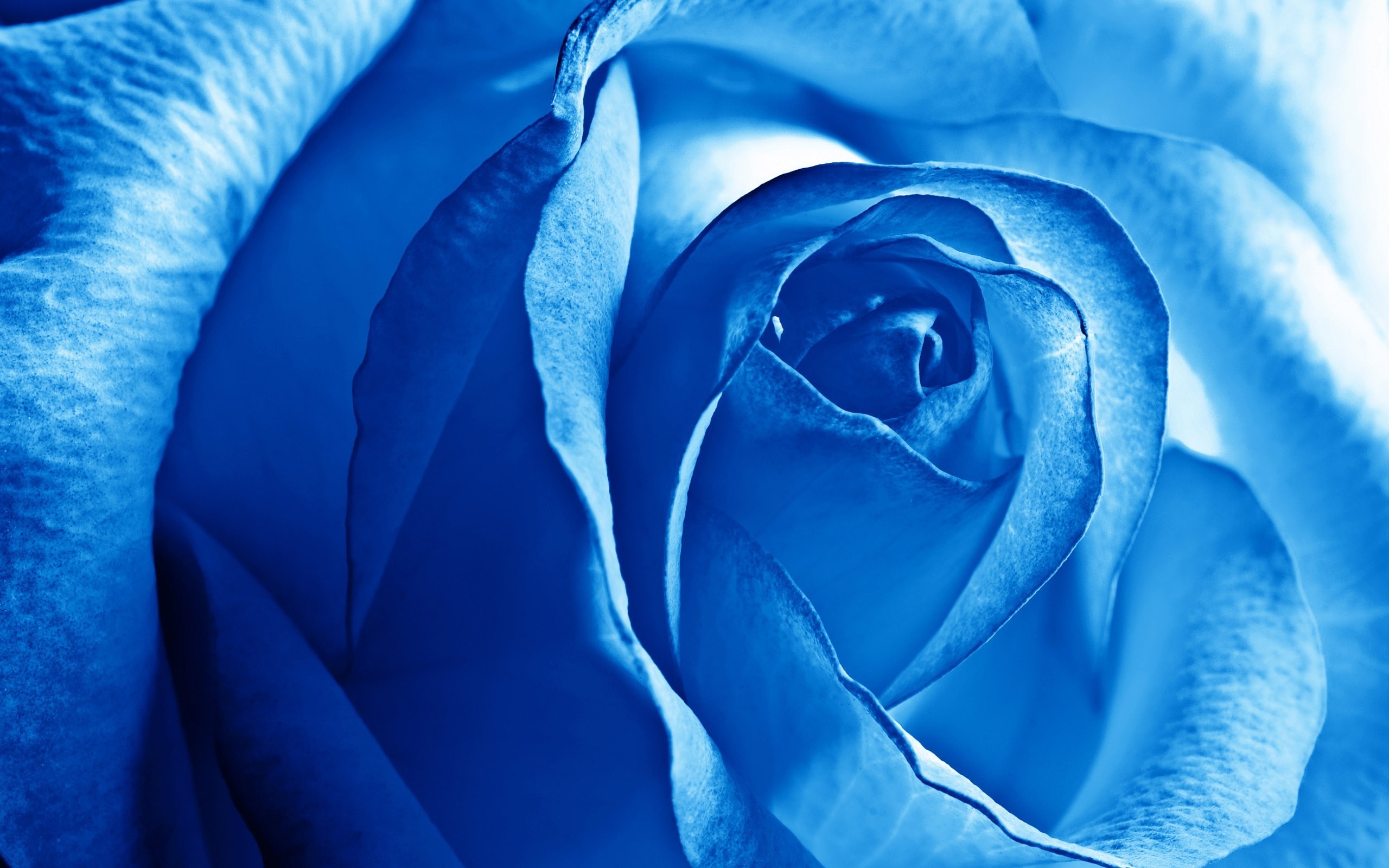 Close-up of a blue rose with detailed petals HD Wallpaper
