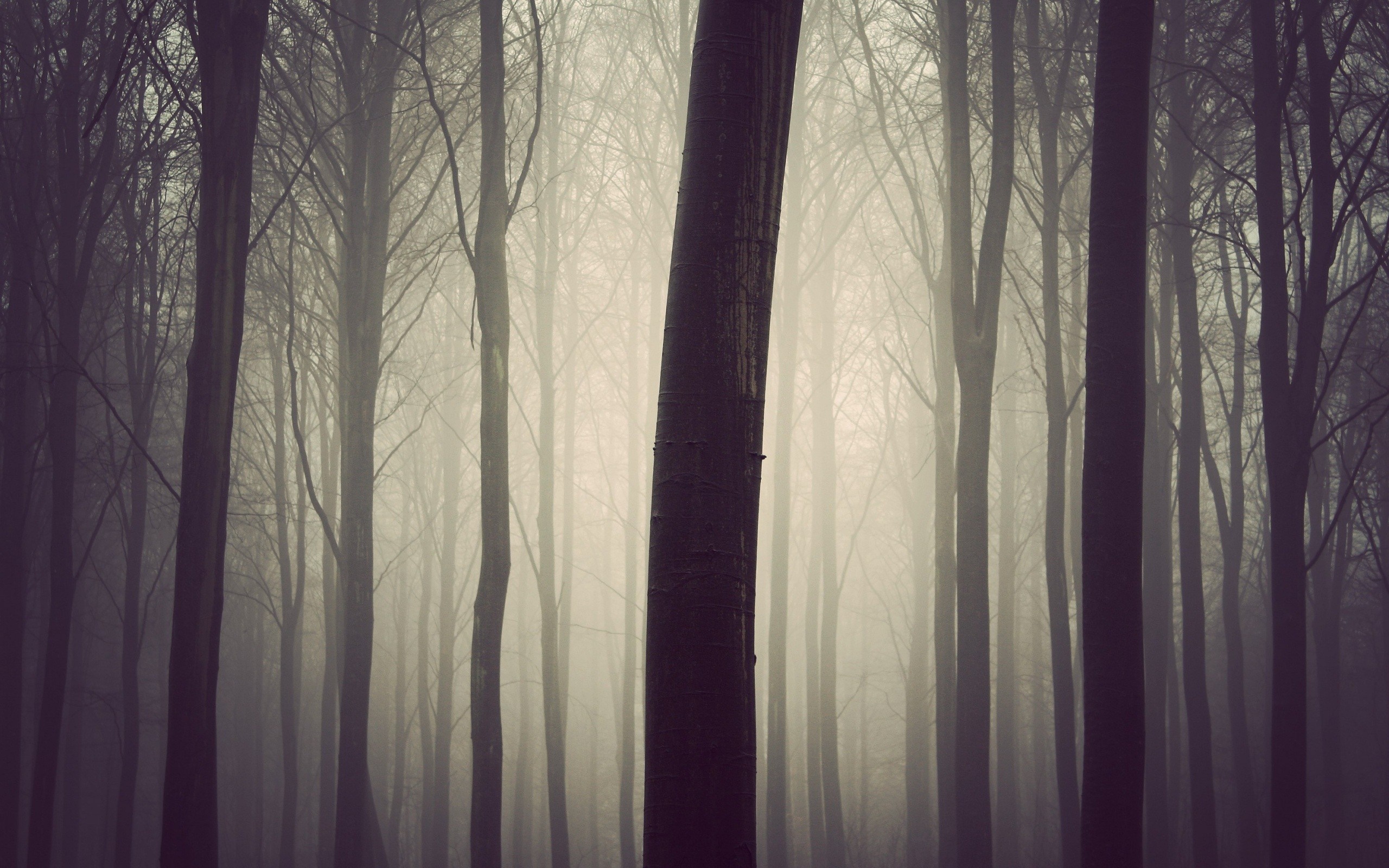 Misty forest with tall trees and fog HD Wallpaper
