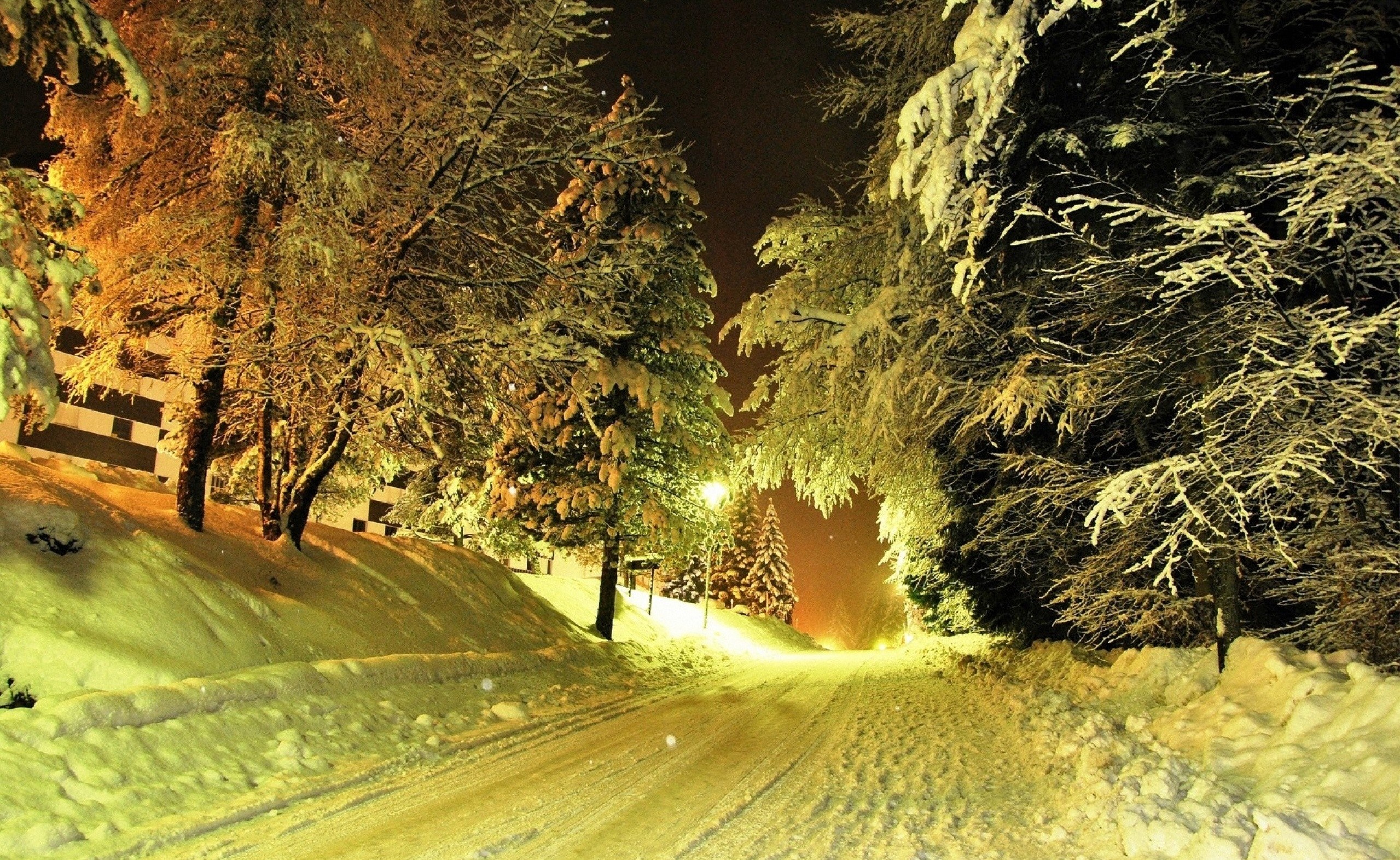 Snowy road through trees at night with artificial lighting HD Wallpaper