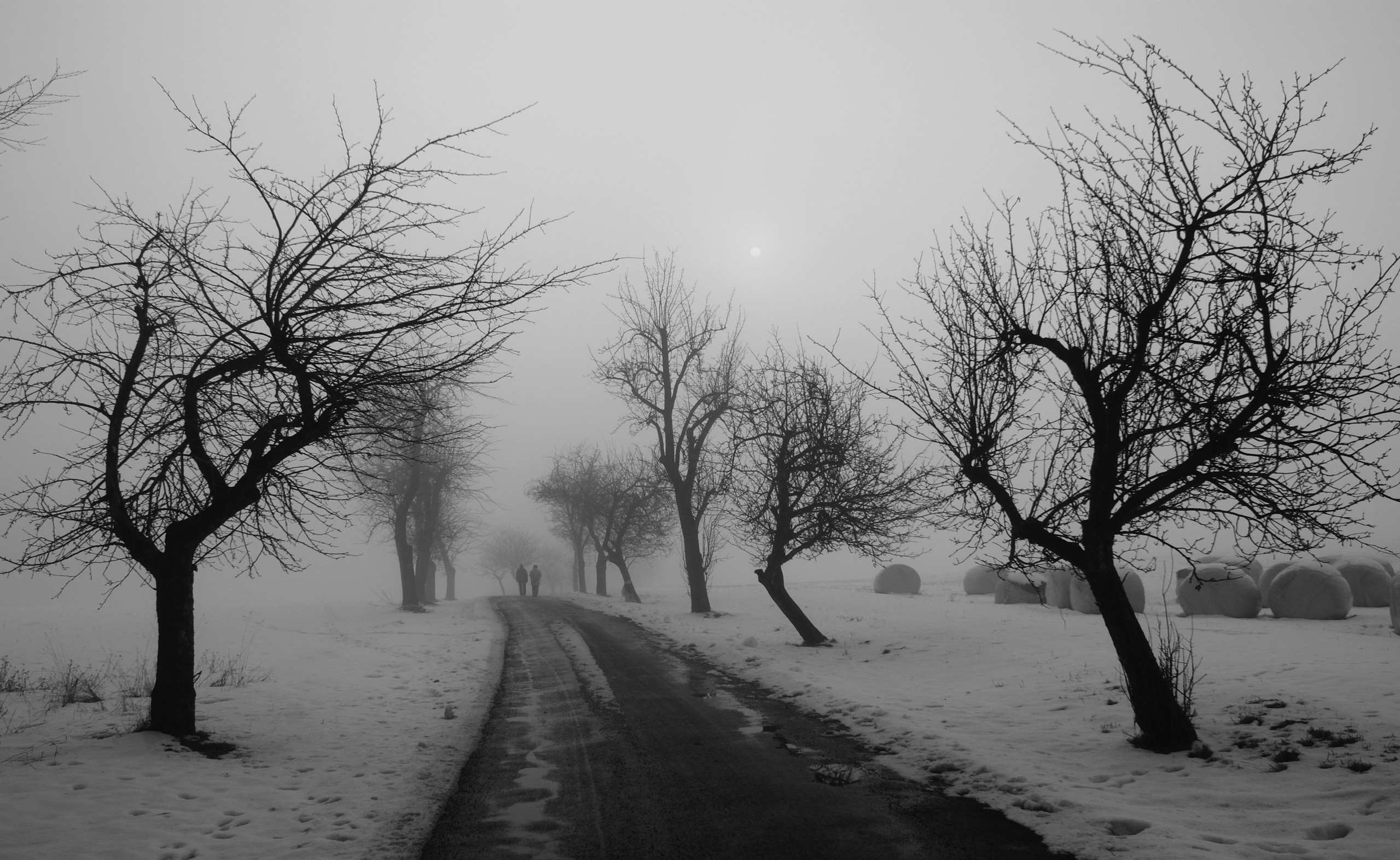 People walking on a snowy road lined with trees in the fog HD Wallpaper