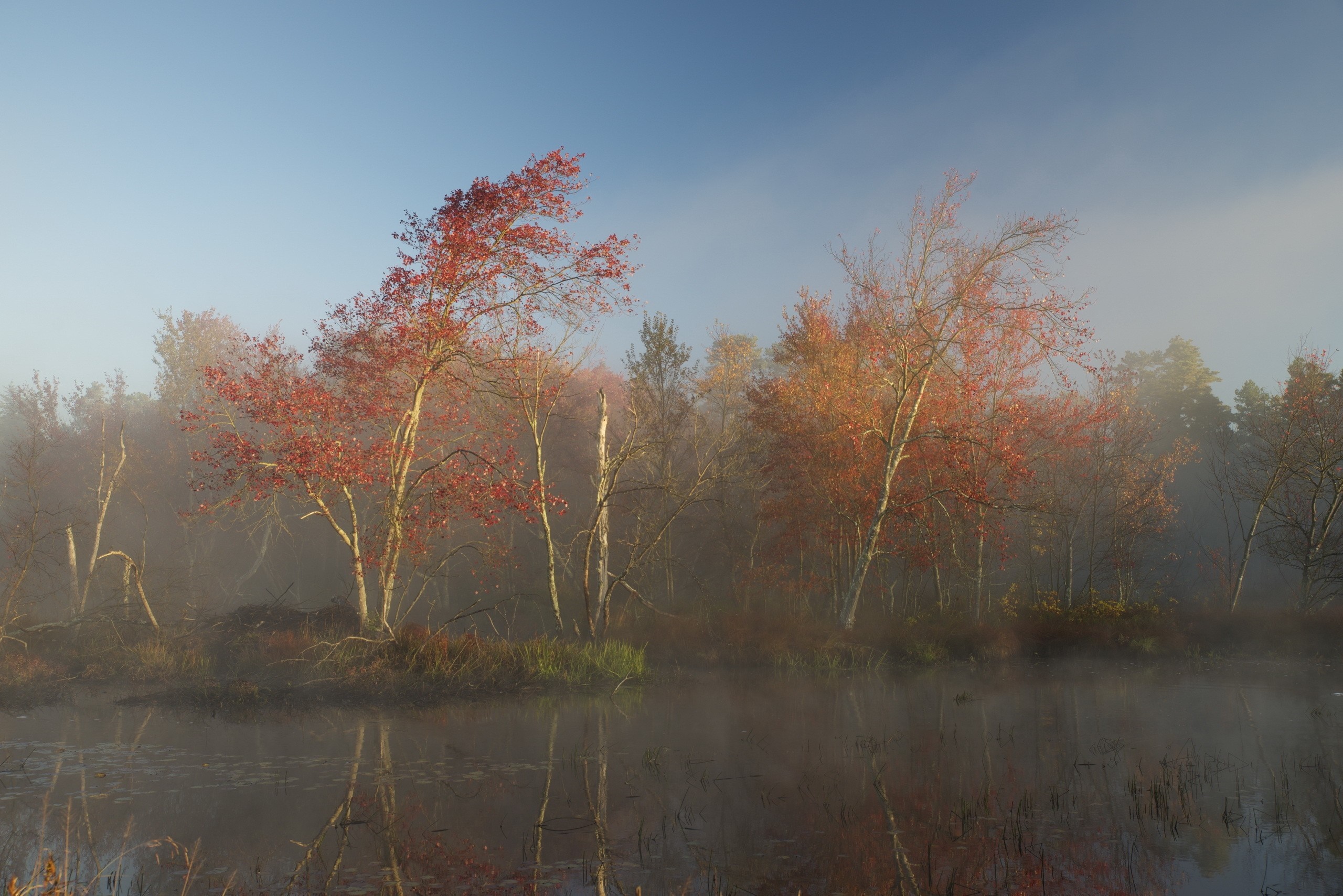 Autumn trees reflected in misty wetland at sunrise HD Wallpaper