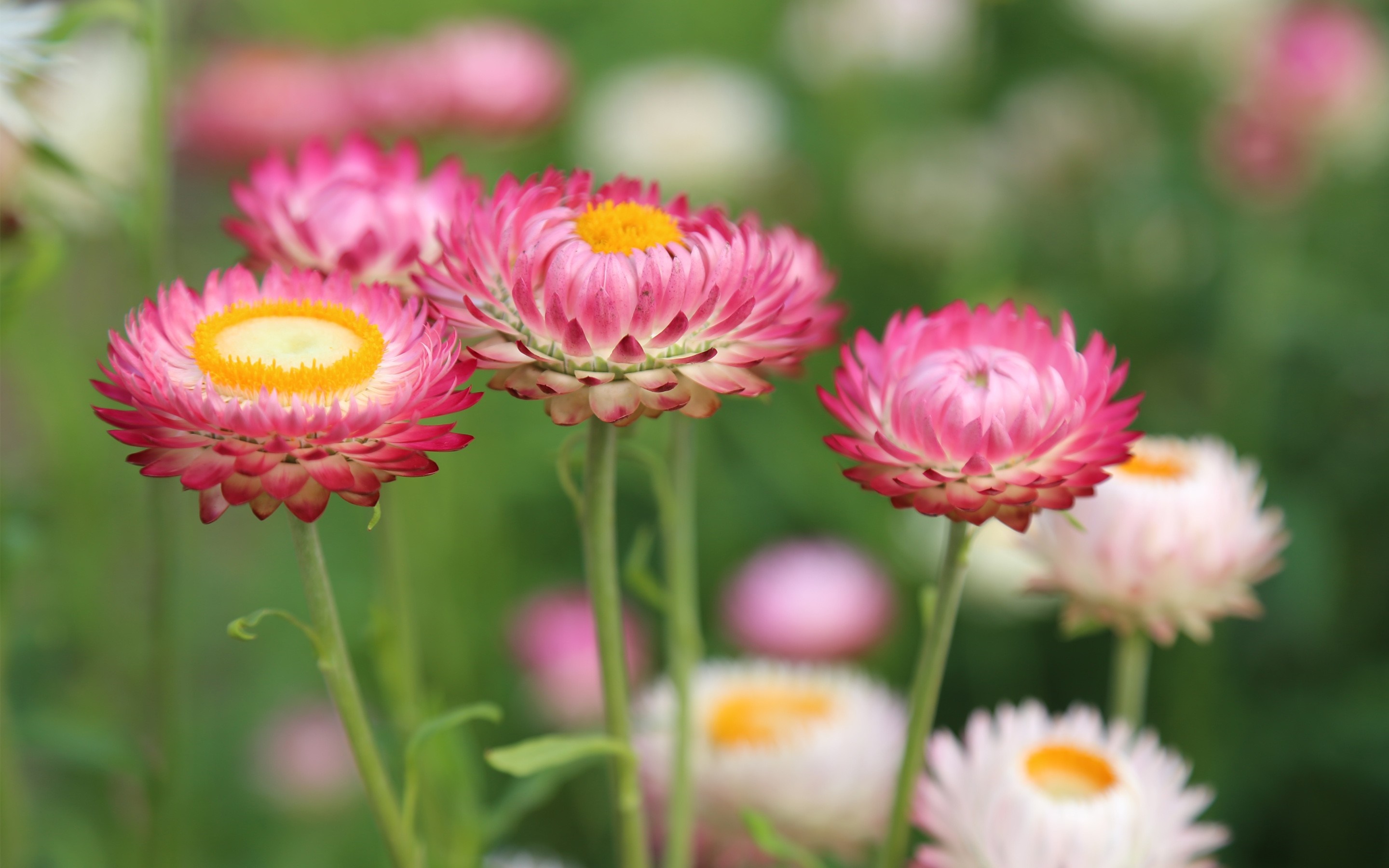 Vibrant Pink and Yellow Daisy Flowers in Bloom HD Wallpaper