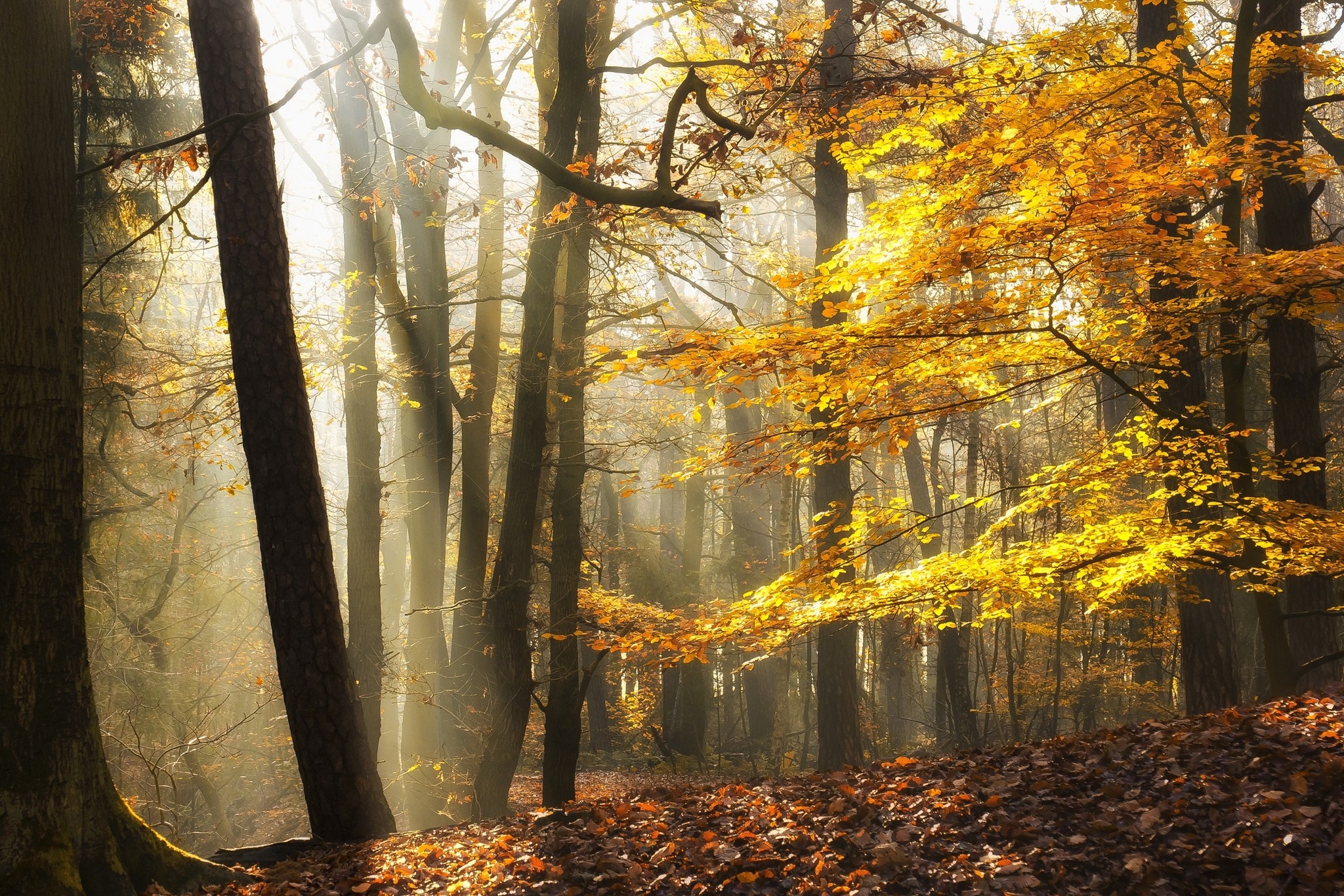 Sunlight filtering through autumn trees in a forest HD Wallpaper