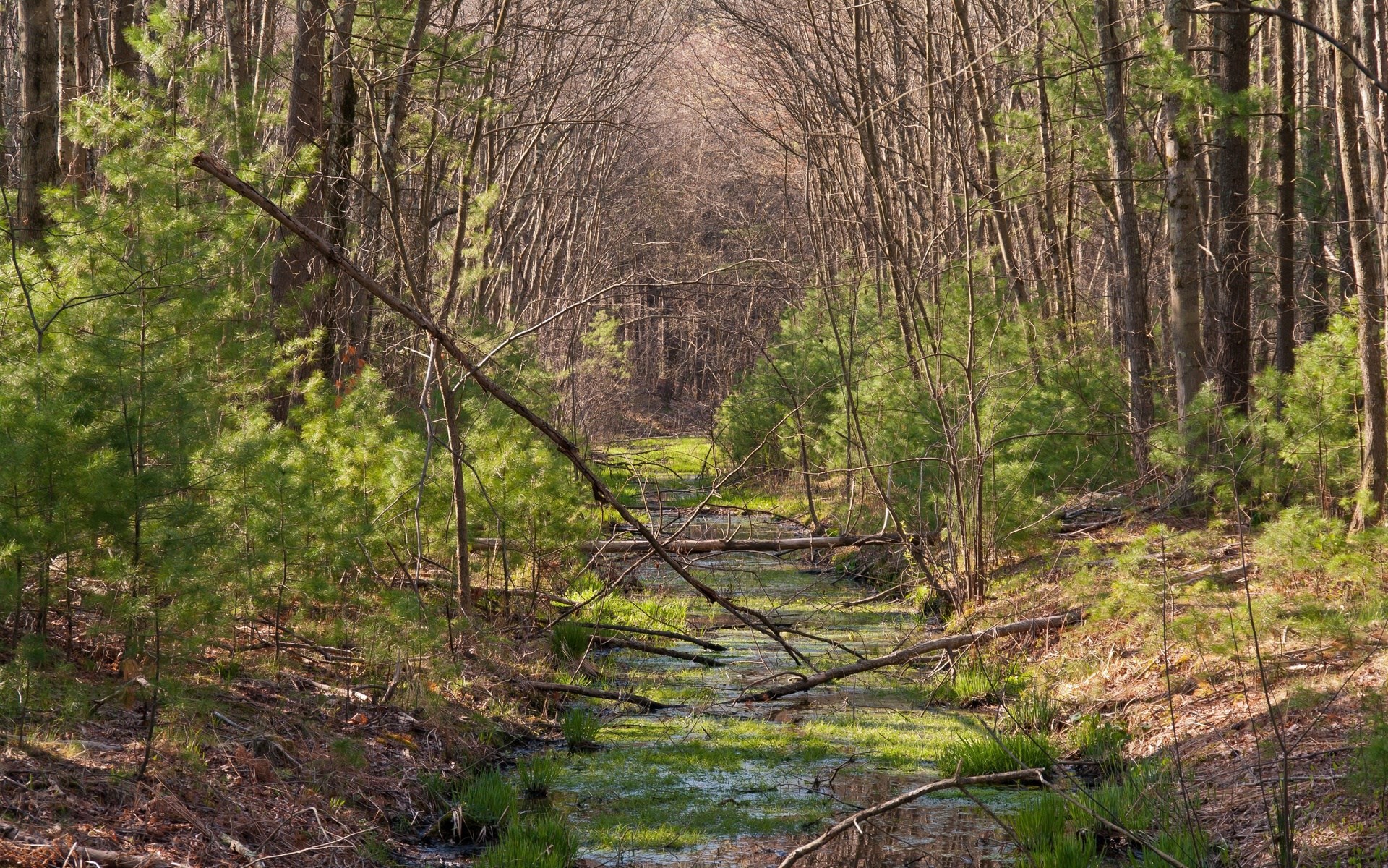 A forest stream with fallen trees and green vegetation HD Wallpaper