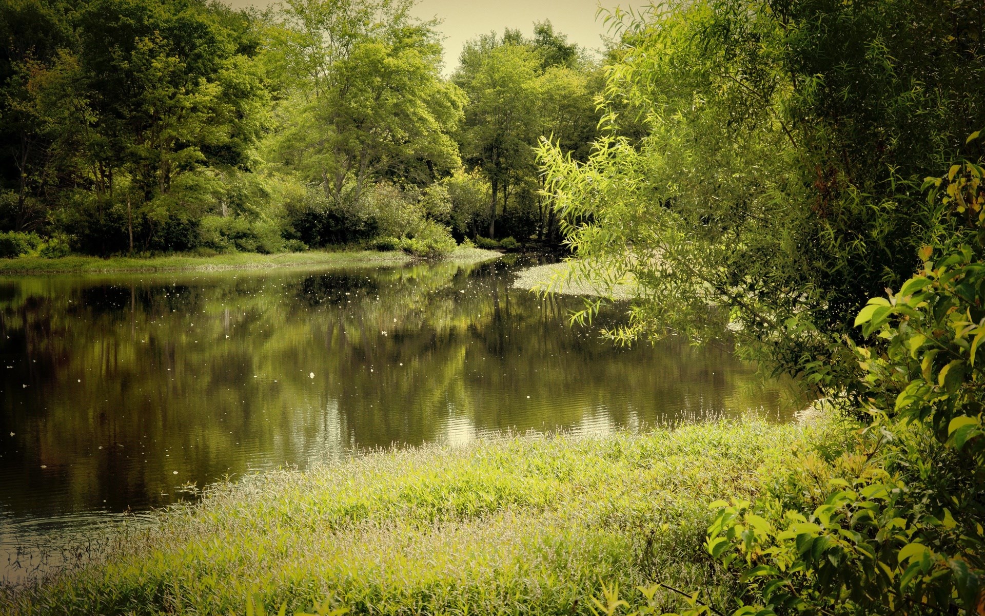 A tranquil lake reflects trees and a grassy shore. HD Wallpaper