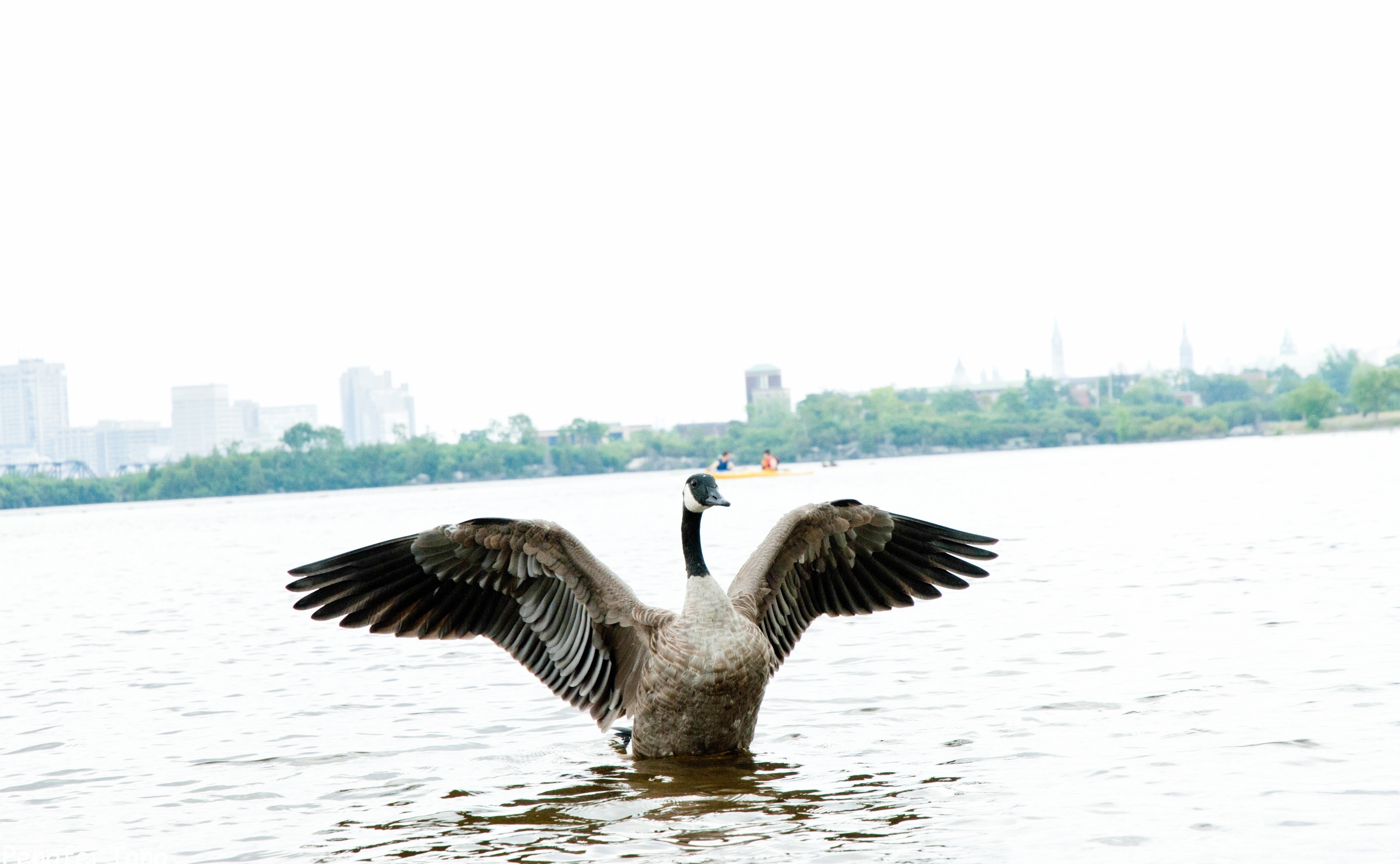 Goose with wings spread on water with city skyline HD Wallpaper