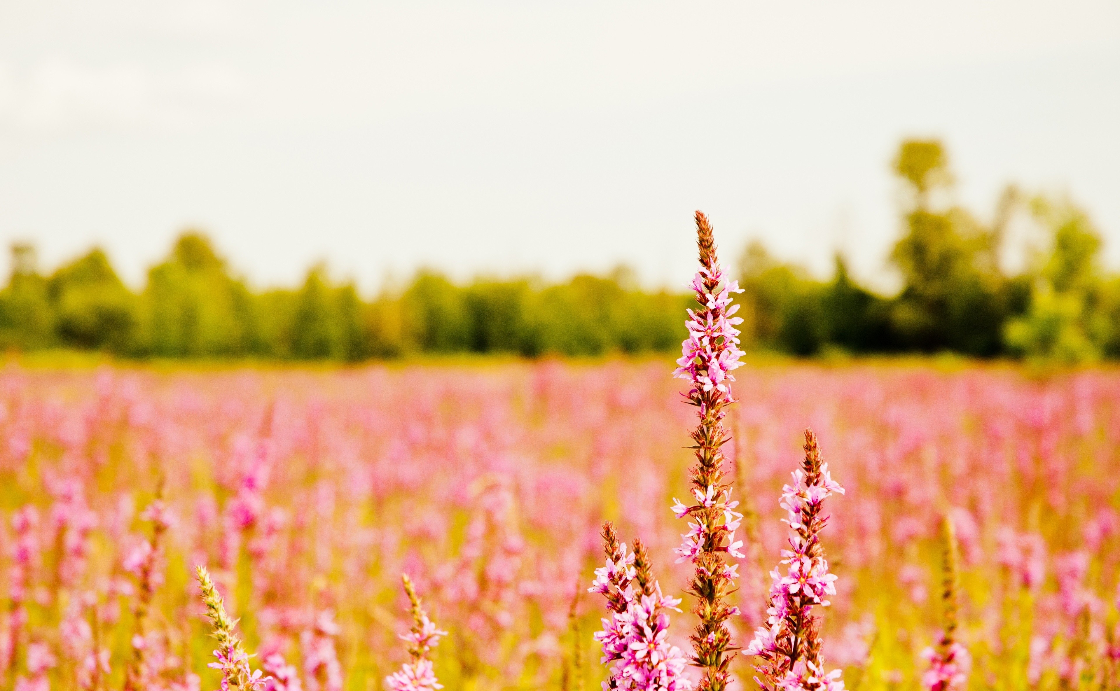 Field of pink wildflowers with trees in the background HD Wallpaper