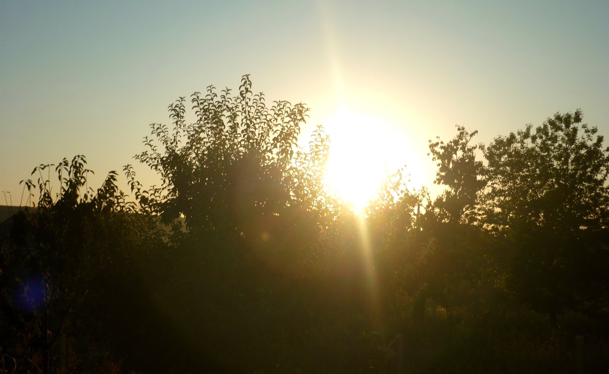 Sunlight shining through trees at sunset HD Wallpaper