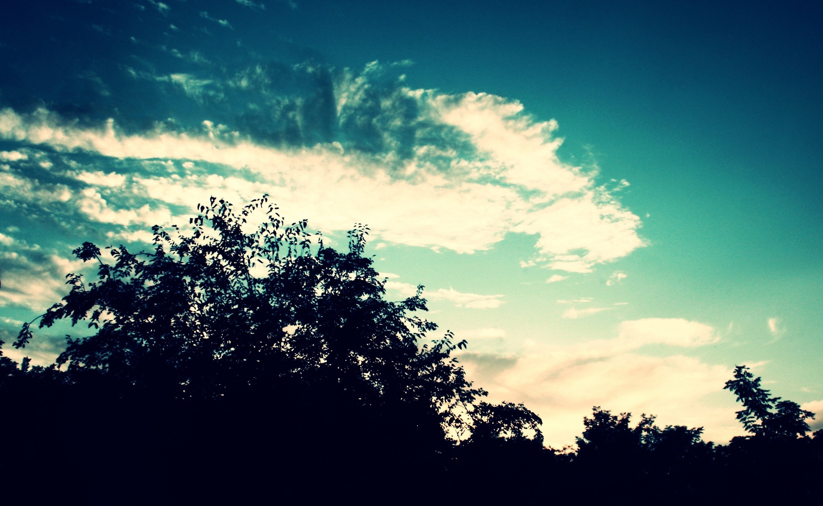 Silhouette of trees against a twilight sky with clouds HD Wallpaper
