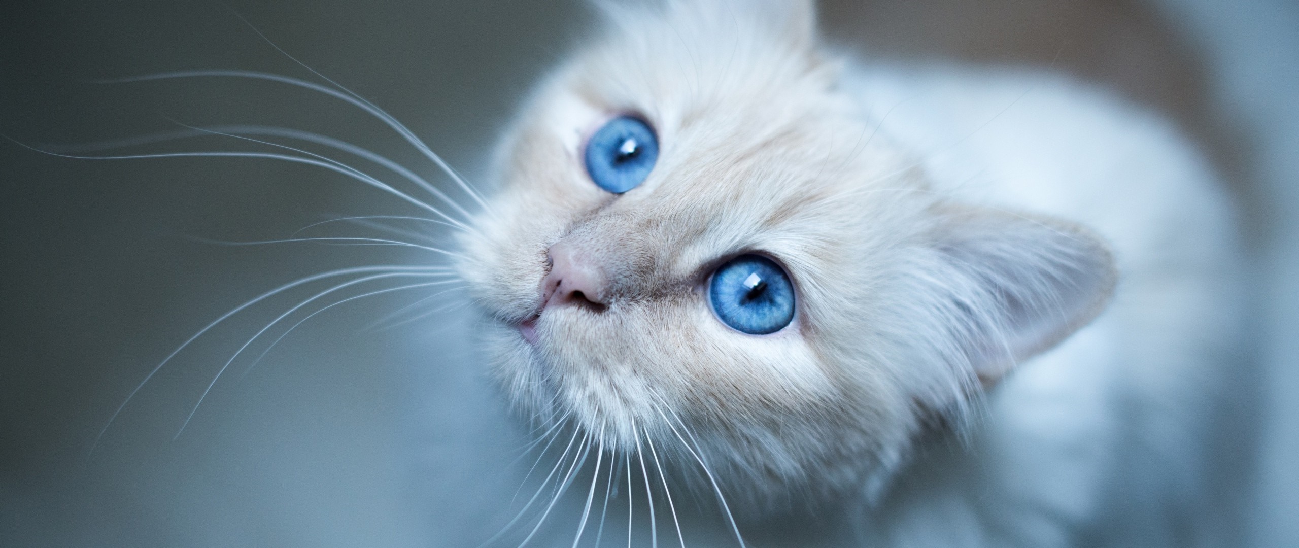 Close up of a fluffy white cat with bright blue eyes HD Wallpaper